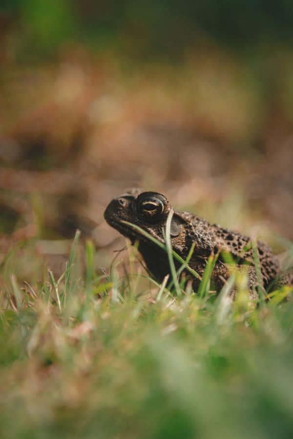 goblincore, frogin, spotted toad, SD Phone Wallpaper