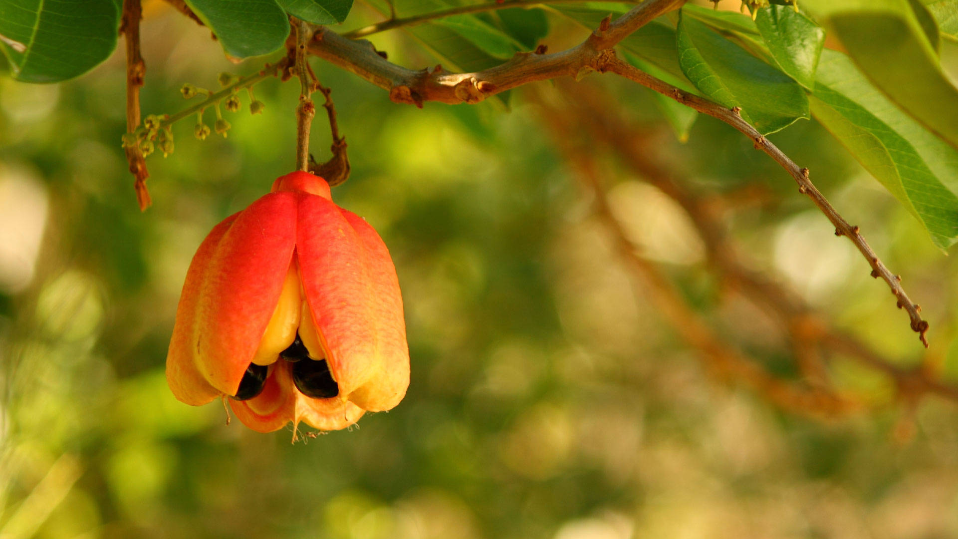 ackee fruit, red and yellow cashew fruit, lush green leaves, Full HD Desktop Wallpaper