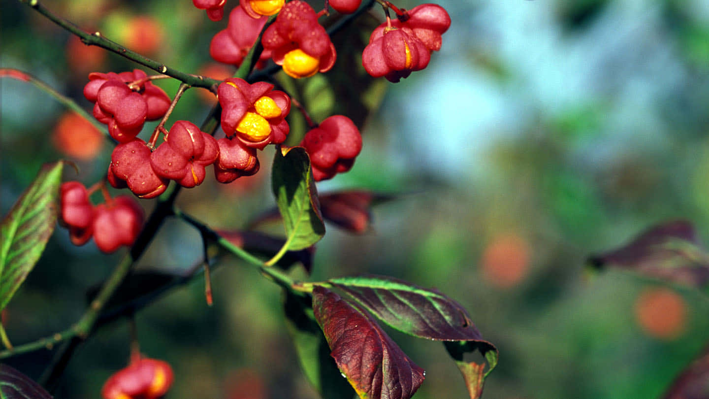 red fruit, vibrant red berries, yellow centers, HD Desktop Wallpaper