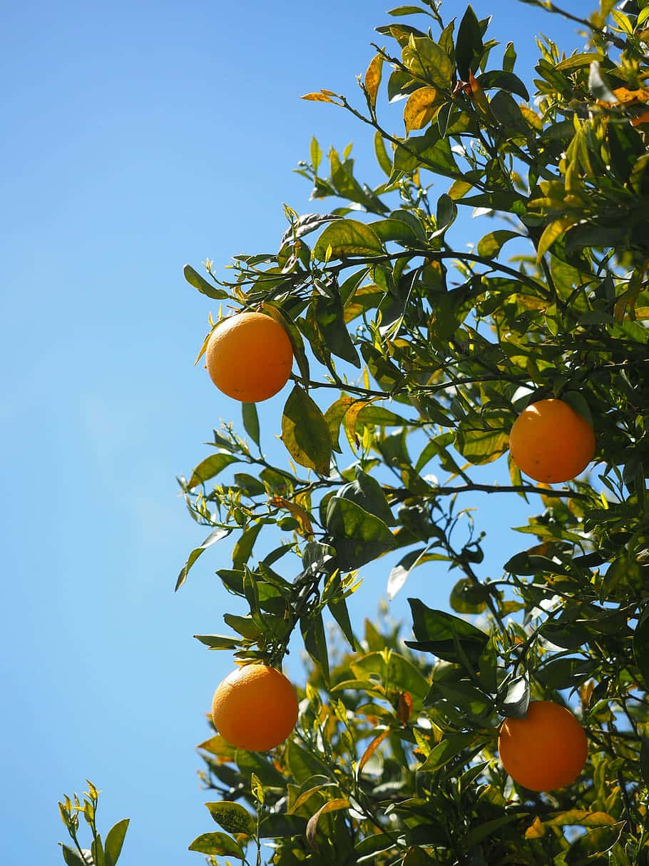 sunlit orange orchard, ripe oranges, leafy tree, SD Phone Wallpaper