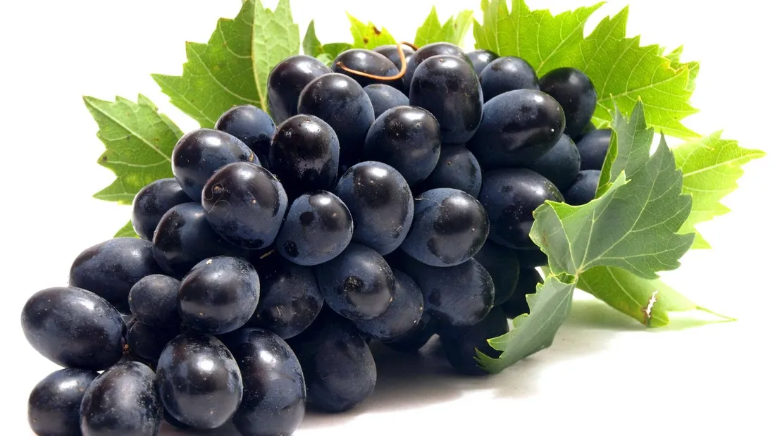 Fruit