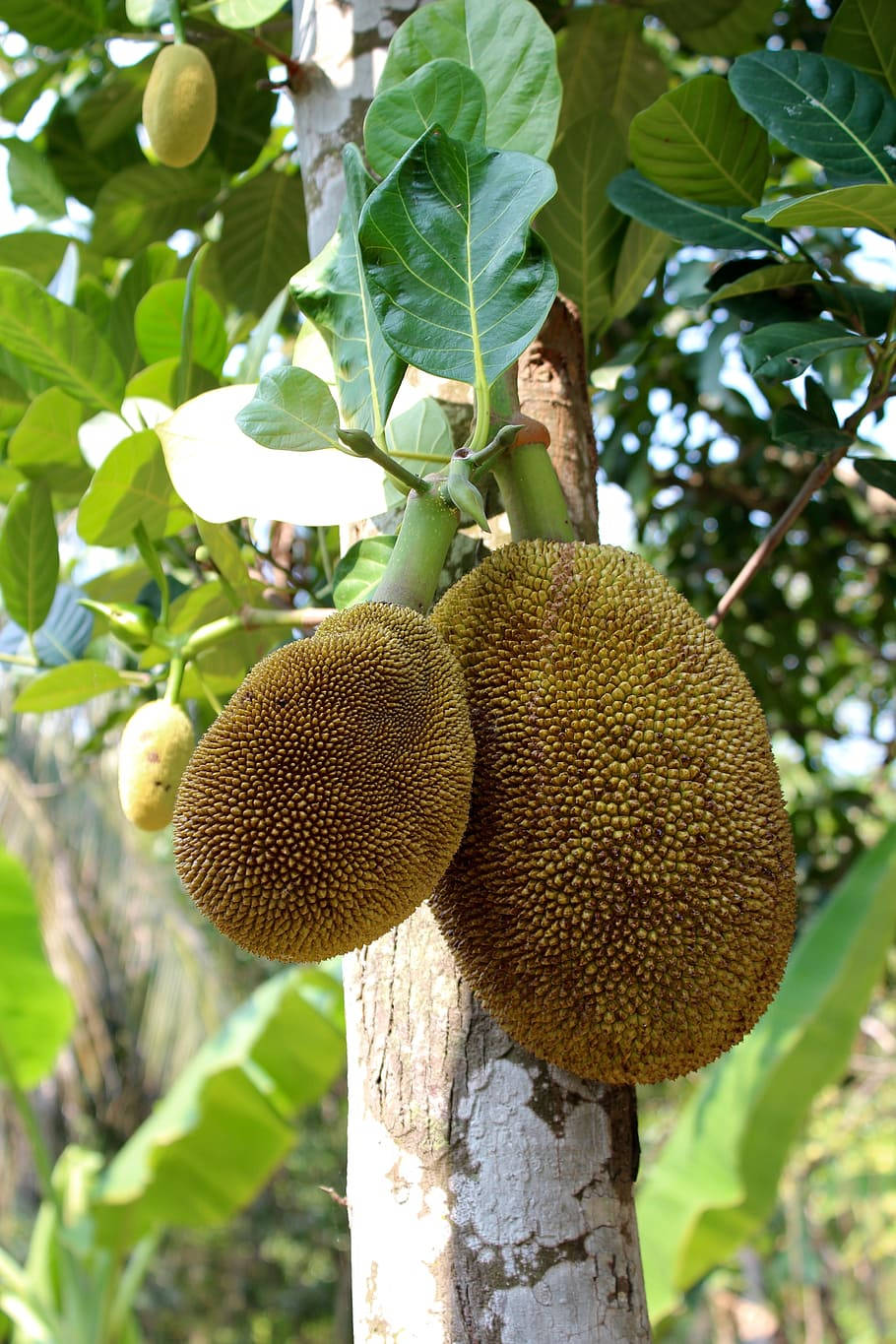 ripe jackfruit, tree, spiky jackfruits, HD Phone Wallpaper