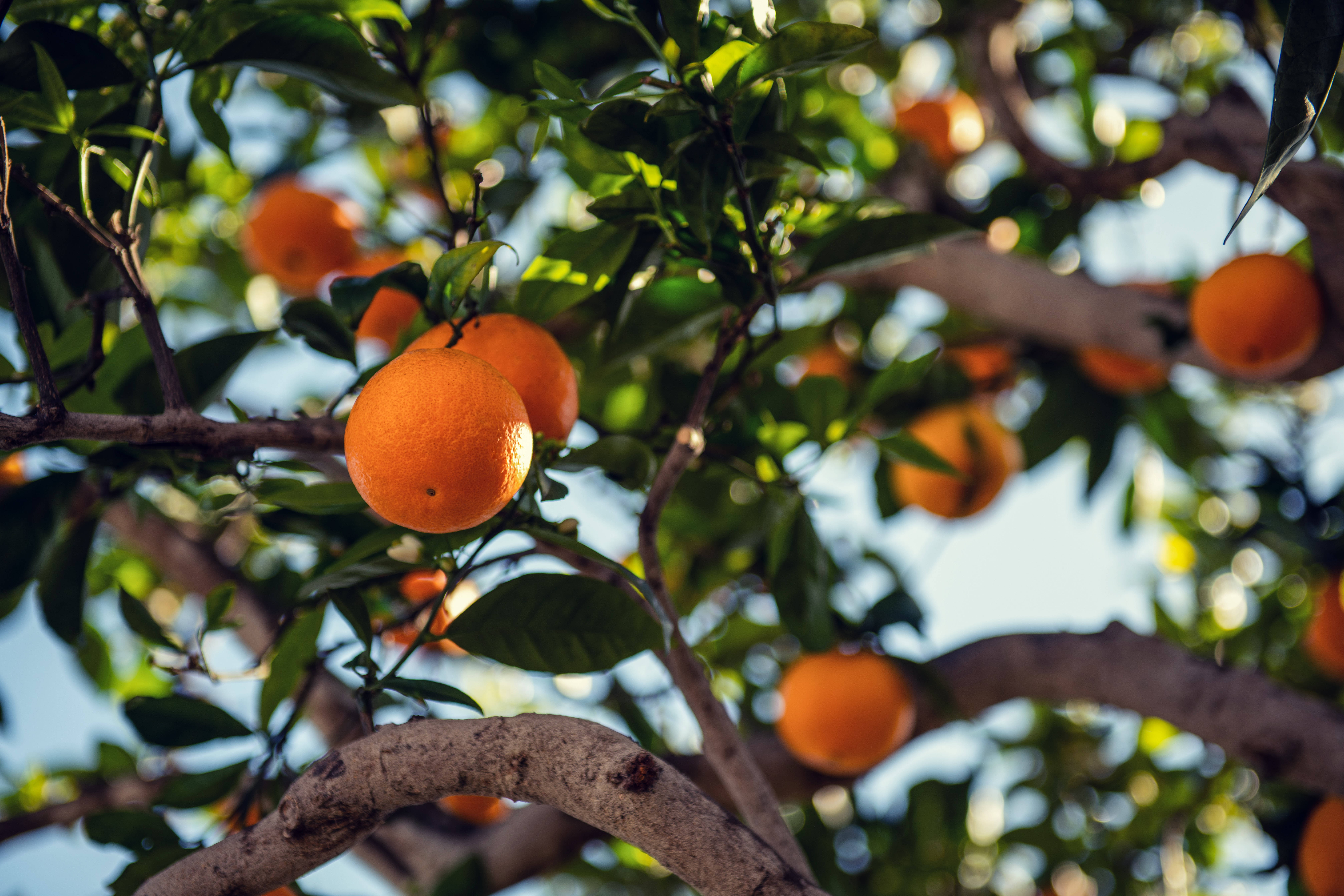 orange, tree branch, lush green leaves, 8K Desktop Wallpaper