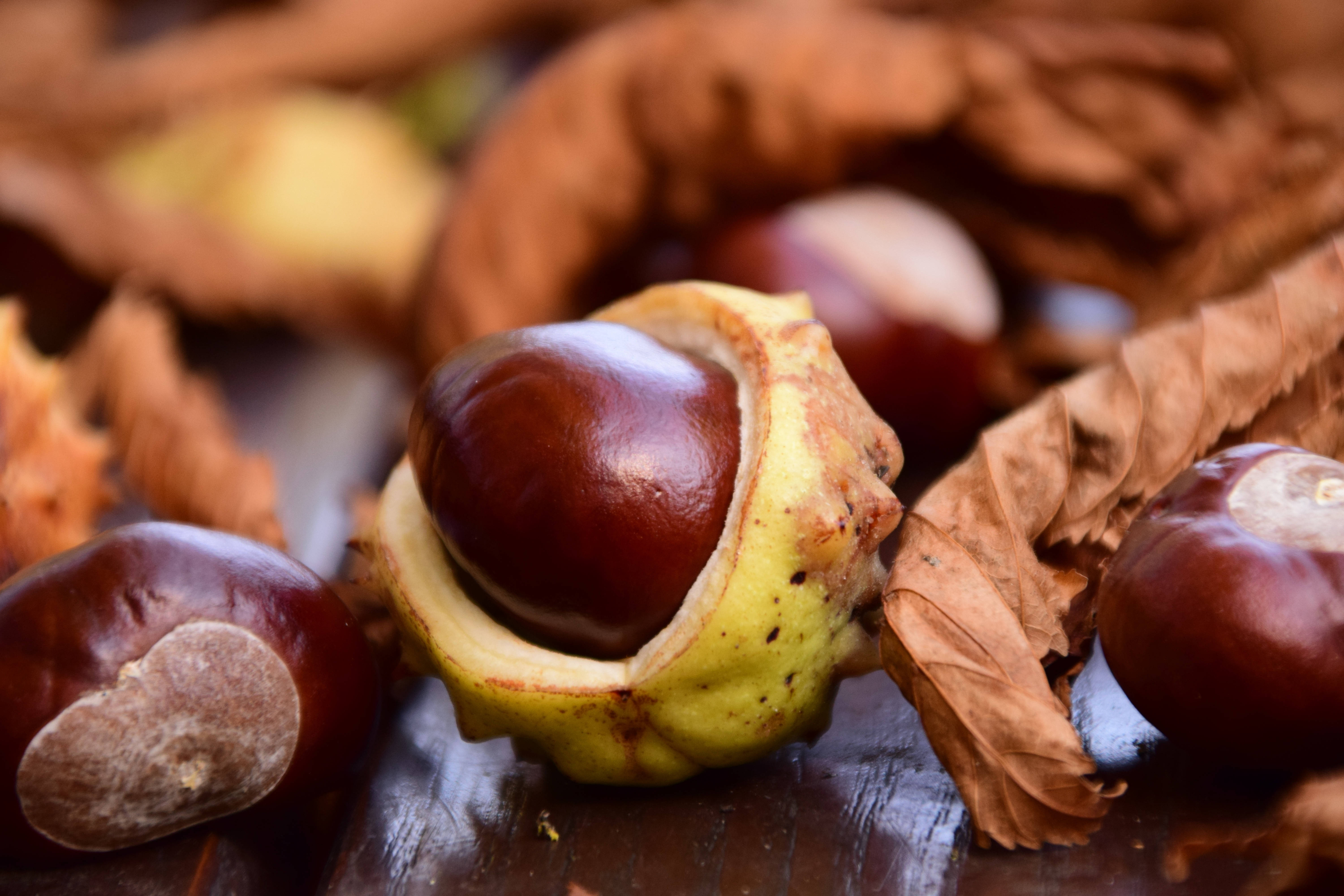 chocolate colored chestnut fruit, glossy chestnut, spiky husk, 5K Desktop Wallpaper