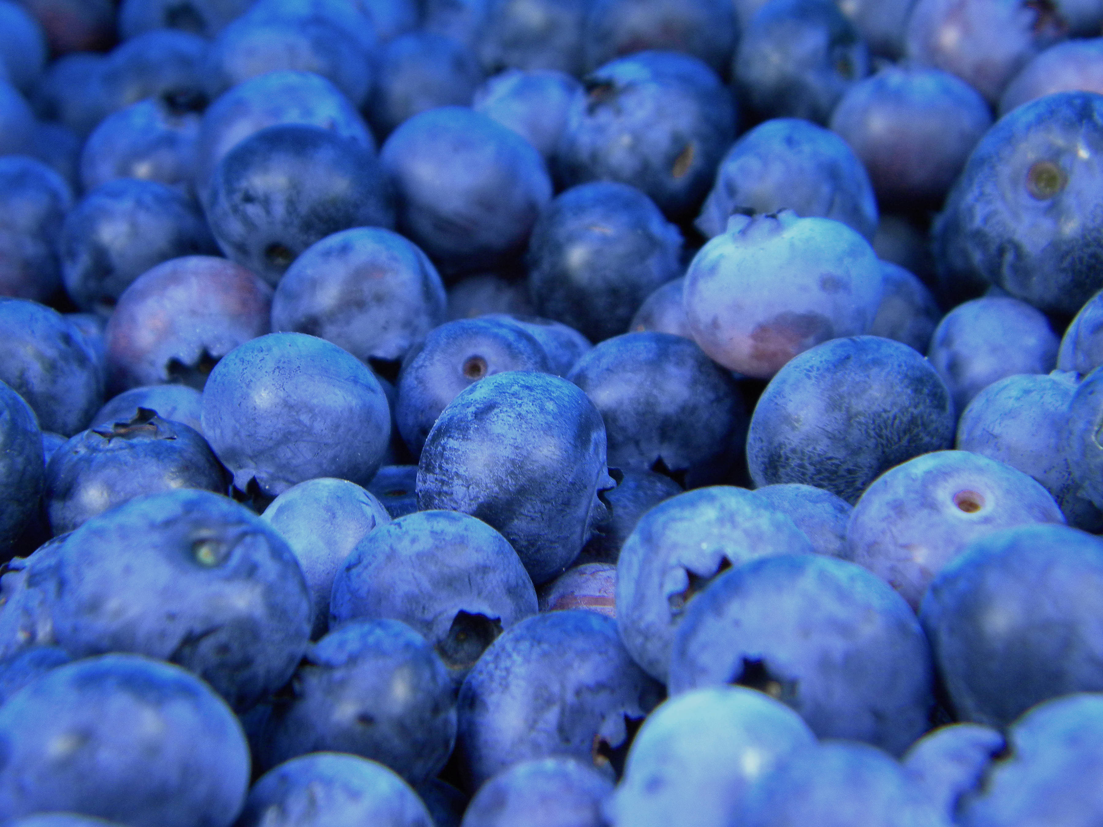 dewy blue berries, blueberries, natural dew, 2K Desktop Wallpaper