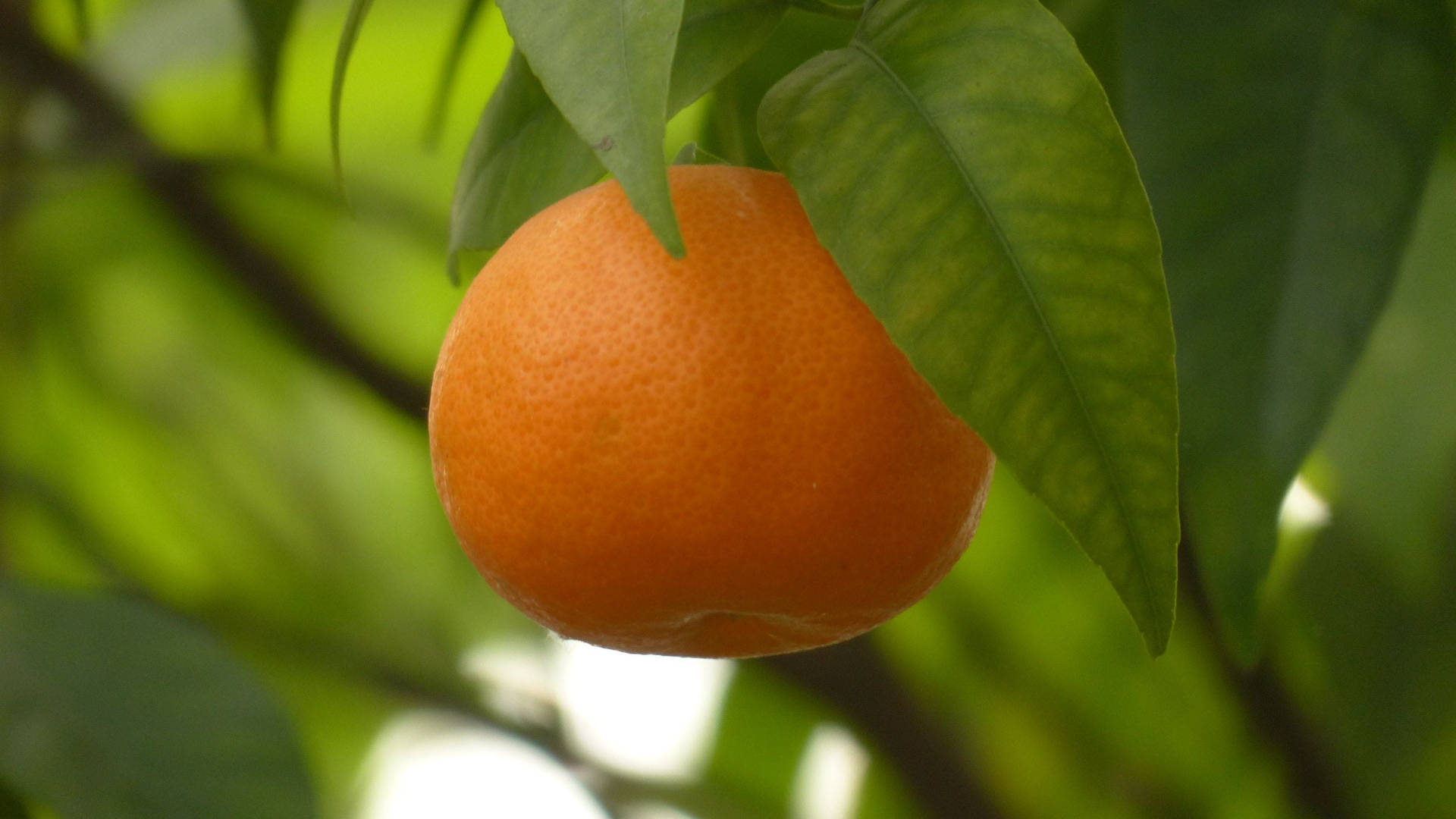 lonely mandarin orange, citrus fruit, tree branch, Full HD Desktop Wallpaper