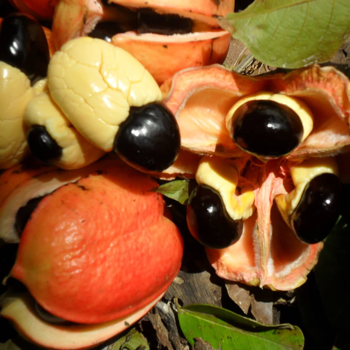 ackee fruit, black seed, orange, SD Desktop Wallpaper
