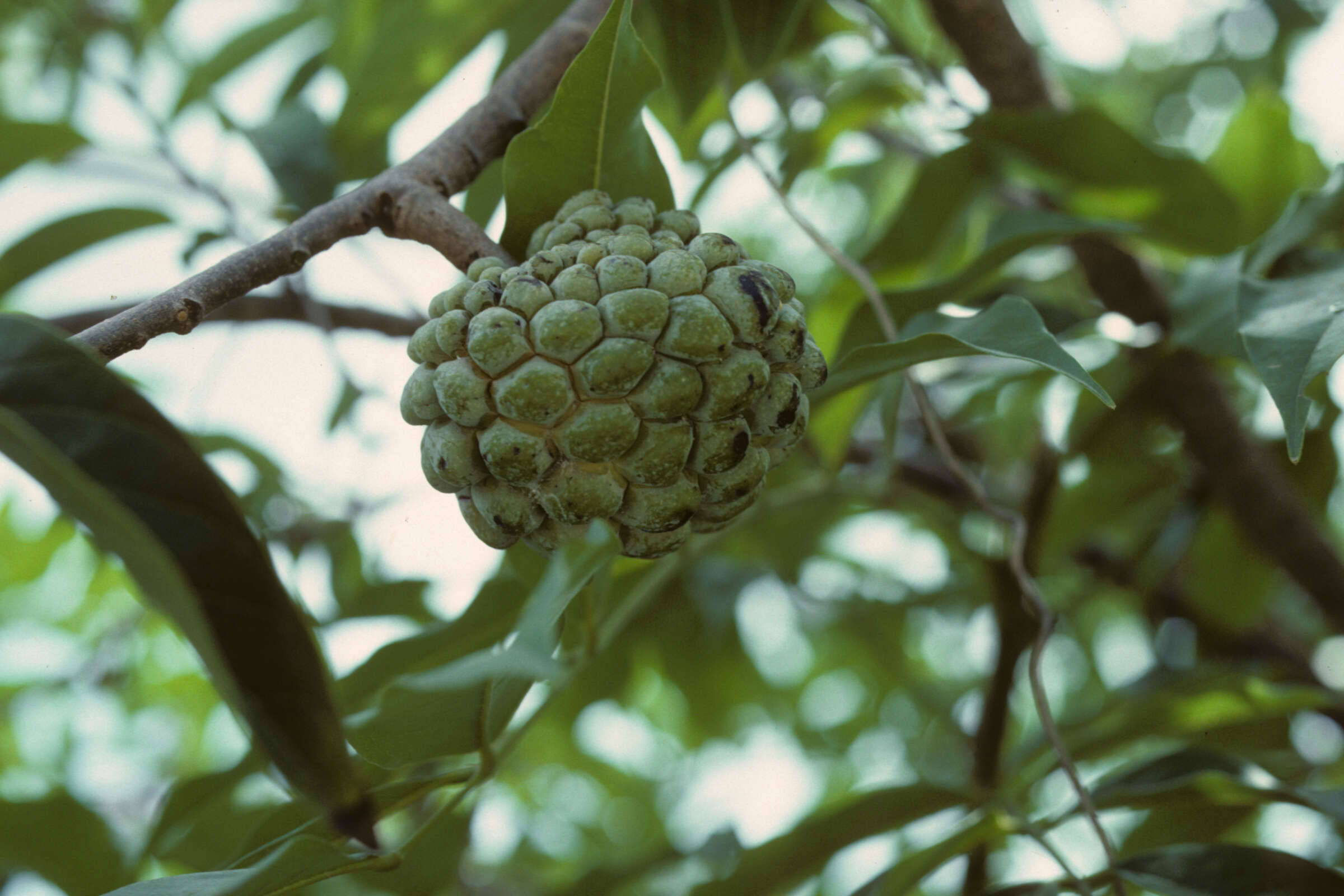 custard apple, branch, tree branch, Full HD Desktop Wallpaper