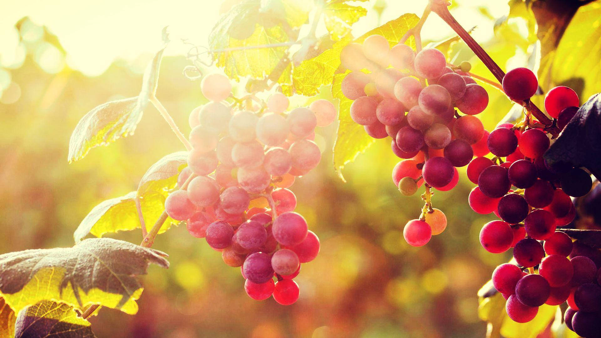 red globe grapes, golden leaves, sunlight, Full HD Desktop Wallpaper