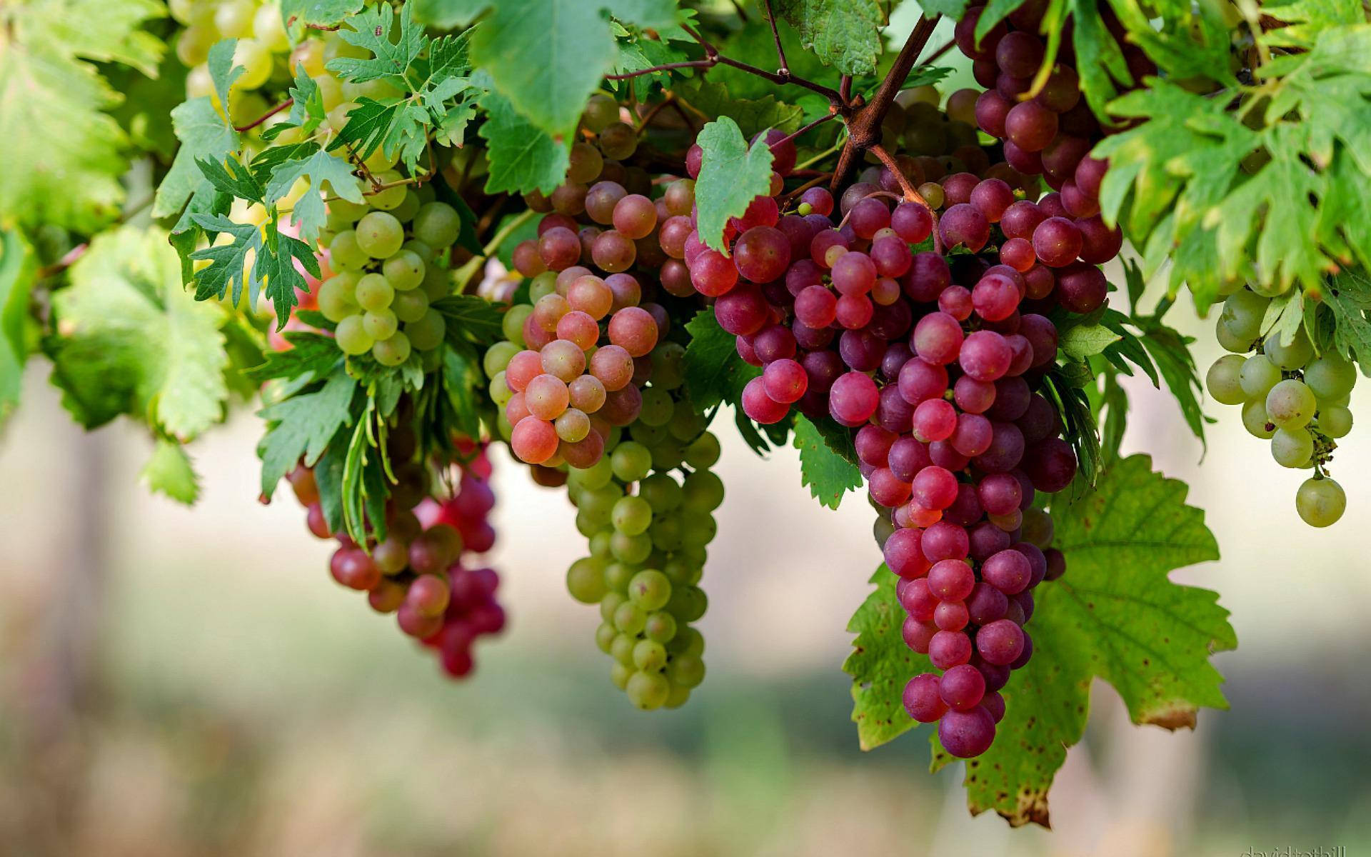 flame seedless red grapes, sunlit vineyard, lush green leaves, Full HD Desktop Wallpaper