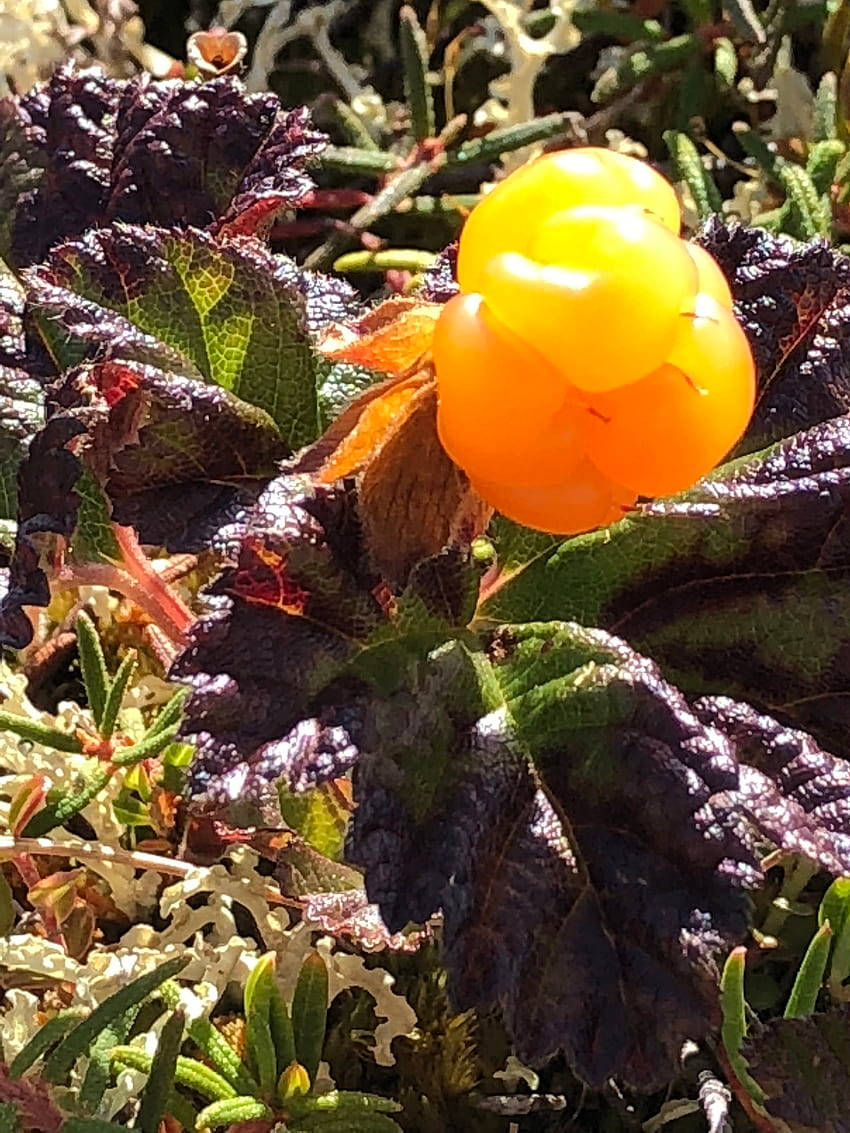 cloudberry, natural habitat, alpine setting, SD Phone Wallpaper