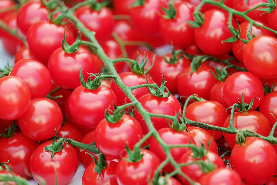 cherry tomatoes, vibrant green vines, glossy red skin, SD Desktop Wallpaper