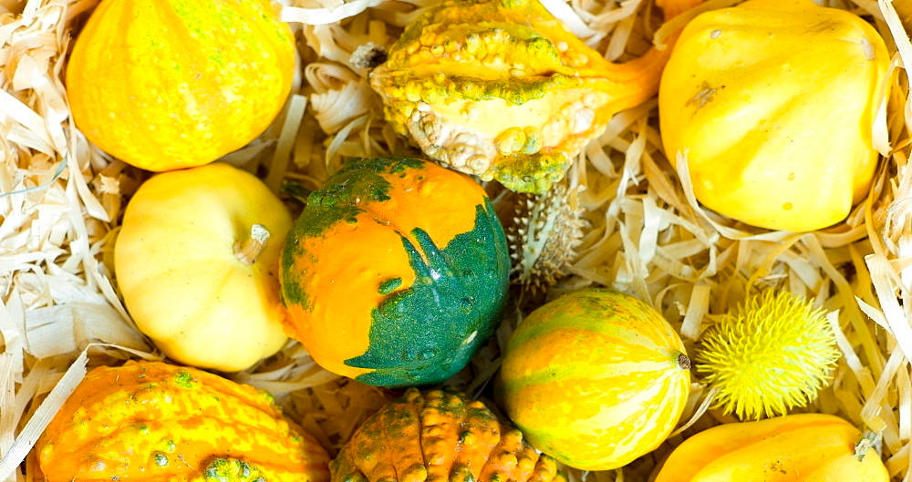 yellow squash, colorful gourds, squash, SD Desktop Wallpaper
