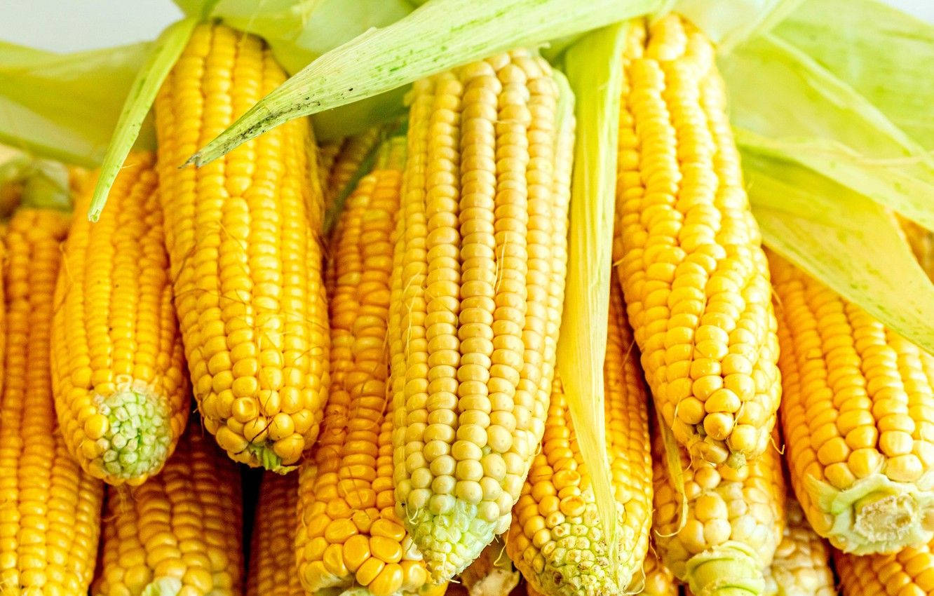 sweet corns, vibrant yellow corn cobs, green husks, HD Desktop Wallpaper