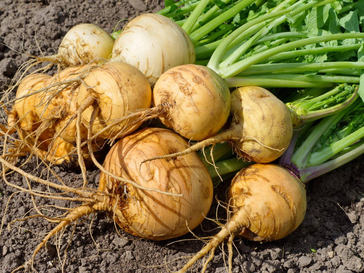 newly harvested turnips, green tops, dark soil, HD Desktop Wallpaper