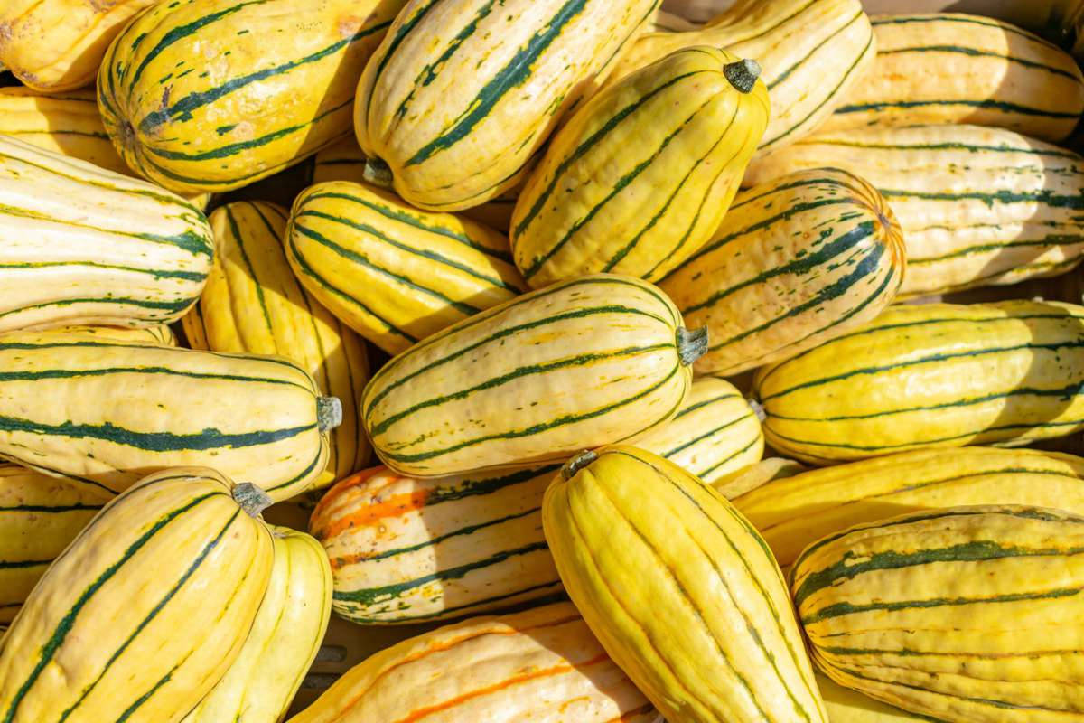 Delicata Yellow Squash, yellow striped, vibrant pile, SD Desktop Wallpaper