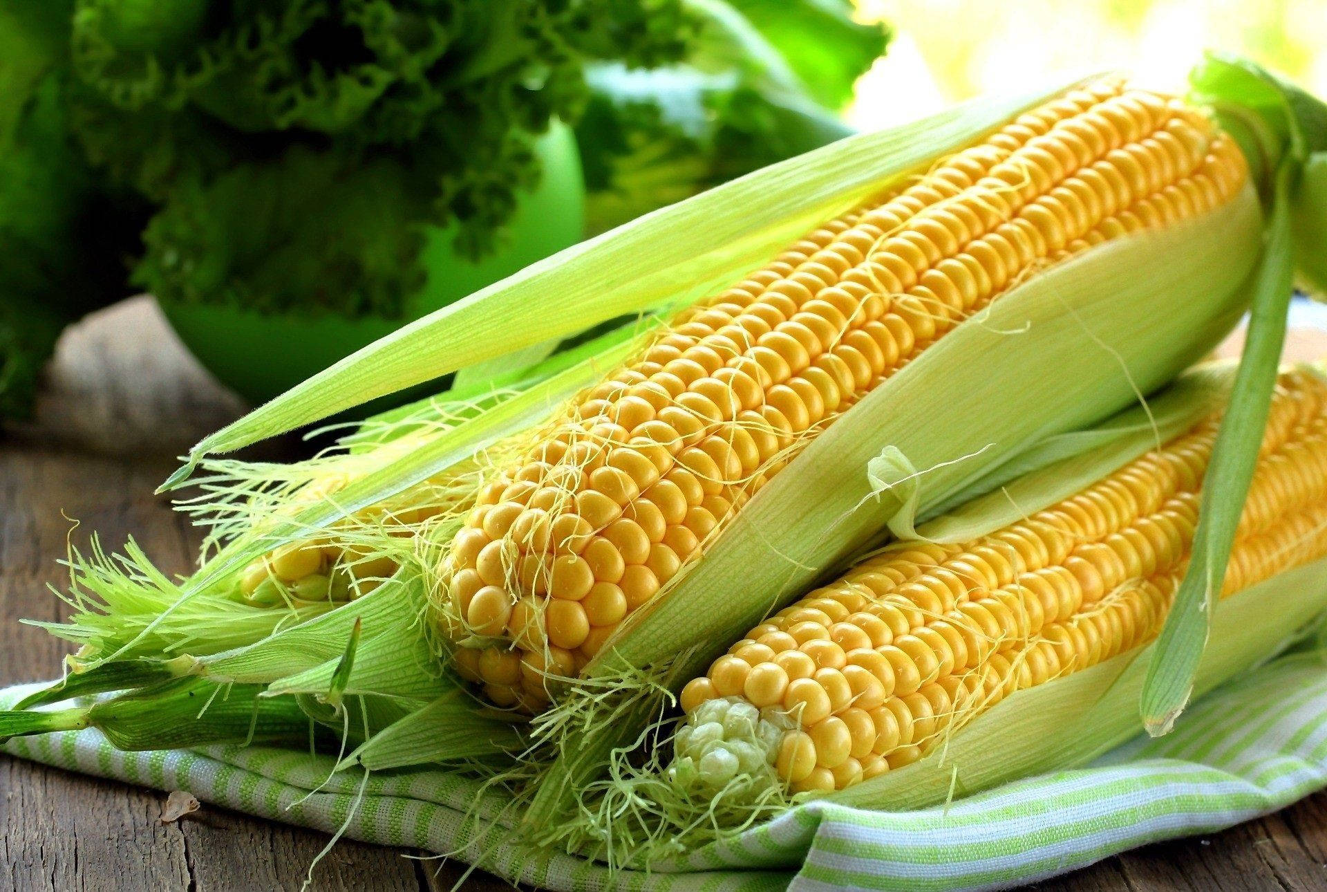 fresh sweet corns, yellow corn cobs, green husks, Full HD Desktop Wallpaper