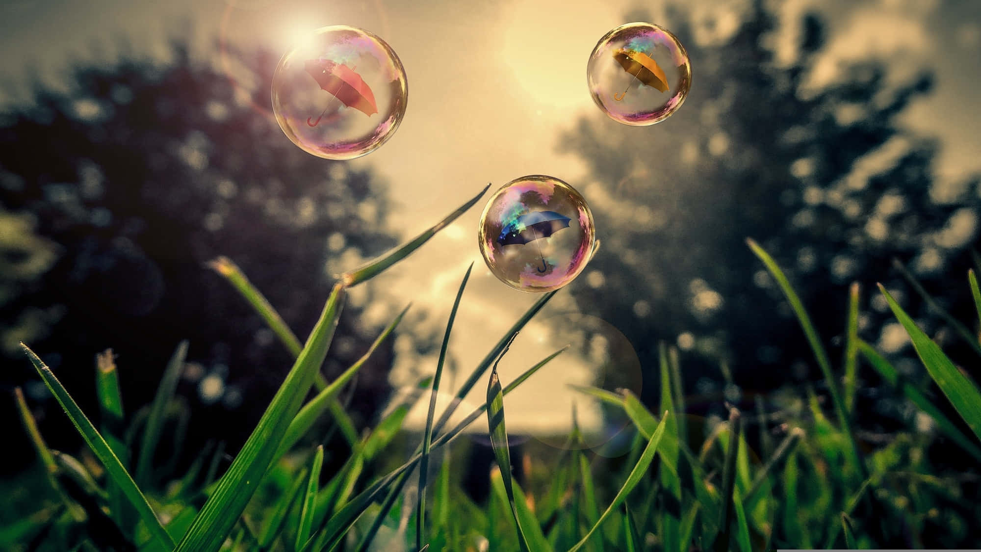 sunset, soap bubbles, vibrant green grass, Full HD Desktop Wallpaper