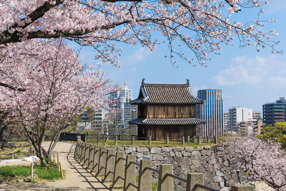 cherry blossoms, Fukuoka, traditional wooden Japanese gate, SD Desktop Wallpaper