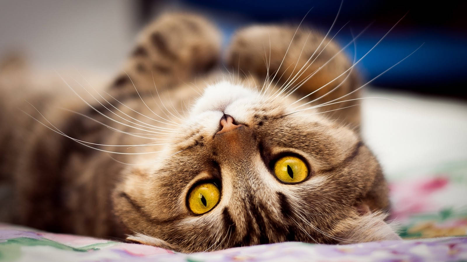 tabby cat, yellow eyes, floral blanket, HD Desktop Wallpaper