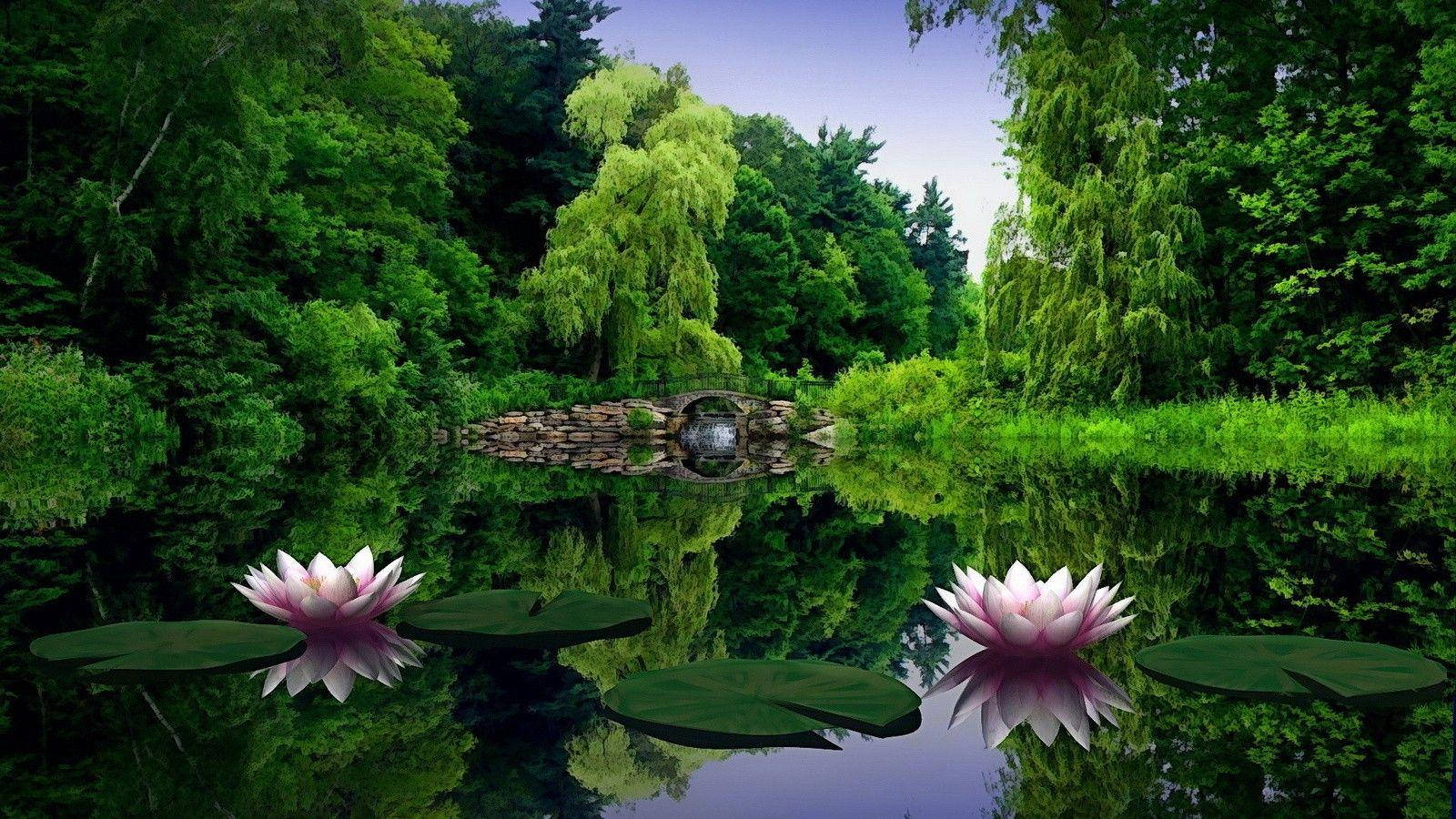 water lilies, pond, stone bridge, HD Desktop Wallpaper