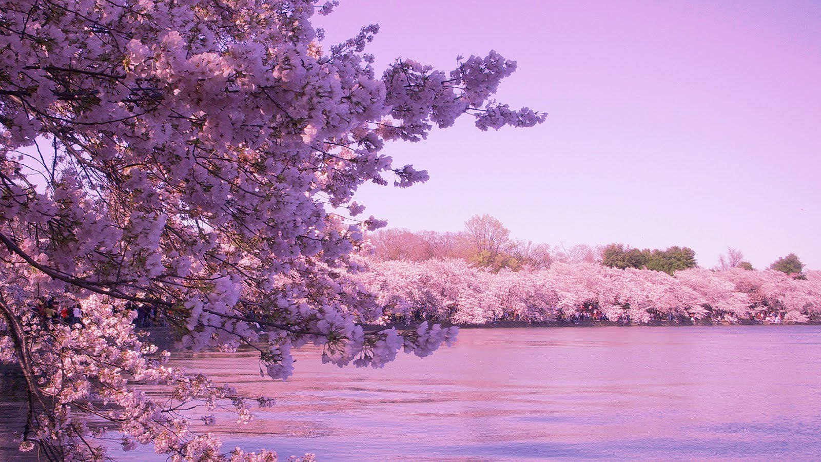 cherry blossom lake, pink cherry blossoms, calm lake, HD Desktop Wallpaper