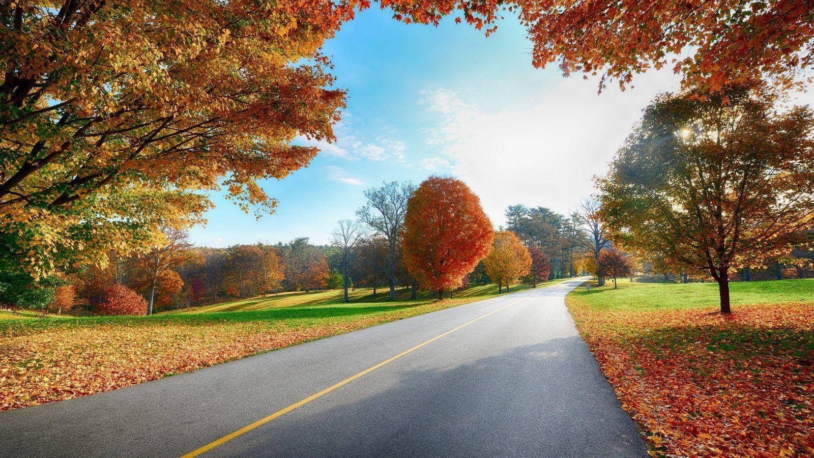 autumn road, winding road, autumn forest, HD Desktop Wallpaper