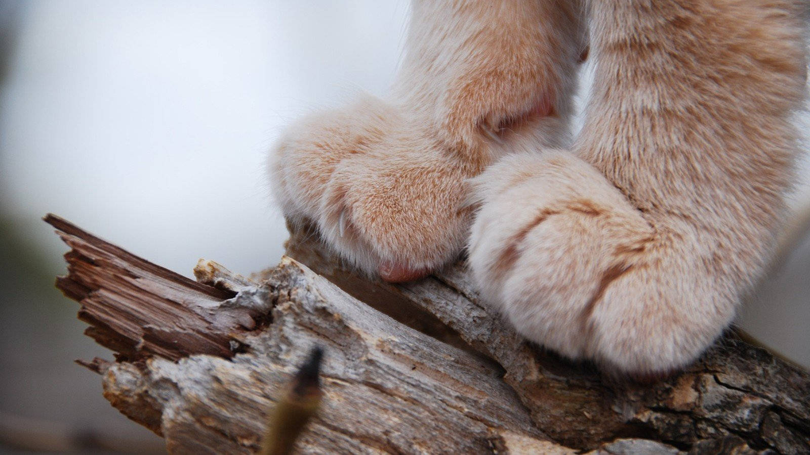 ginger cat, fluffy paws, weathered tree branch, HD Desktop Wallpaper
