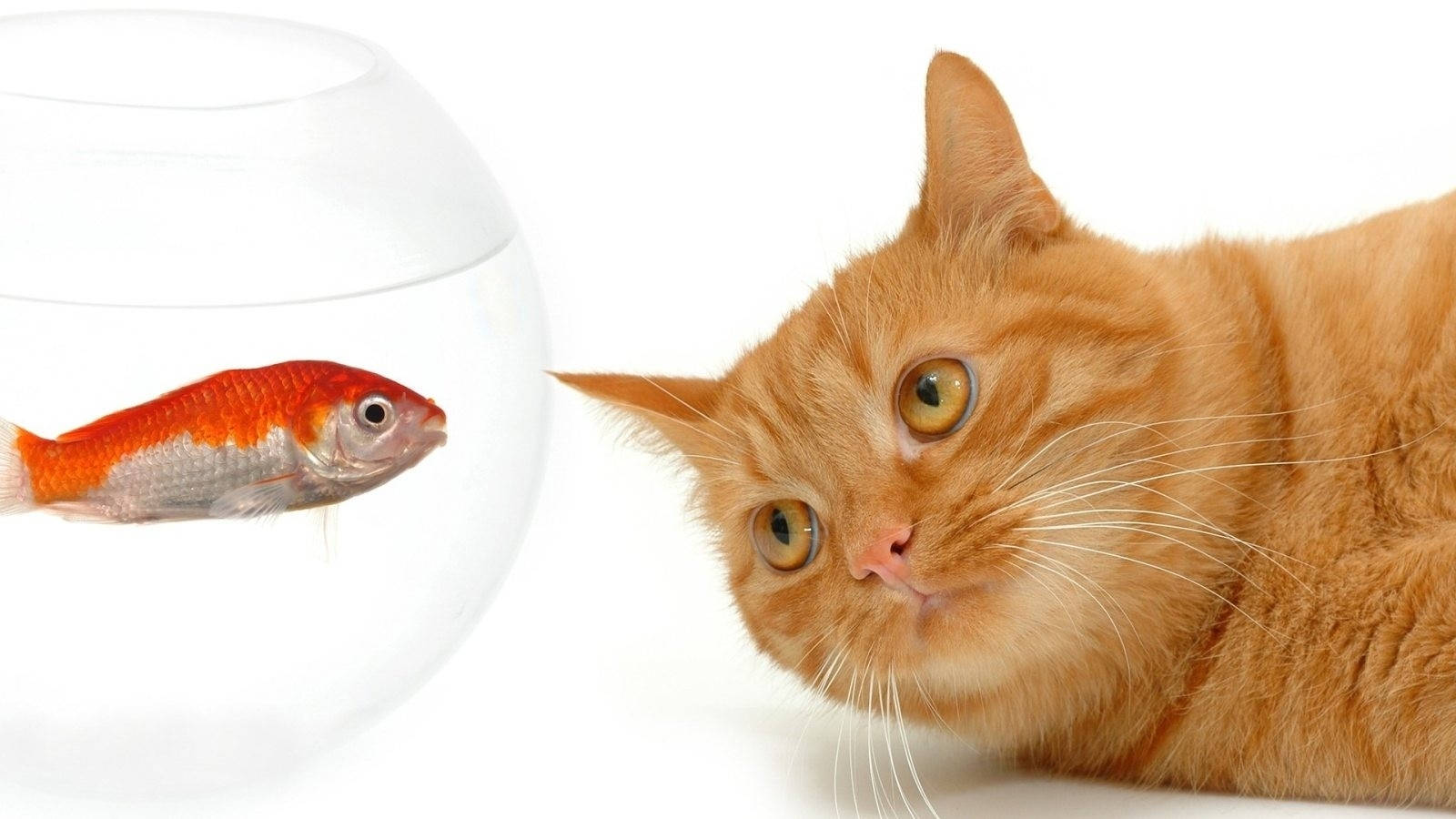 orange tabby cat, red goldfish, round glass bowl, HD Desktop Wallpaper