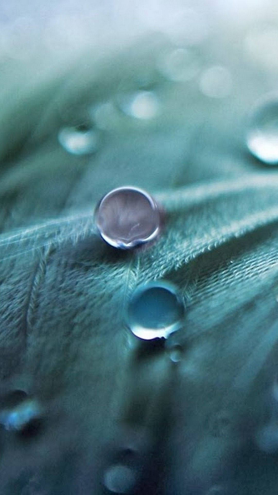 Full HD, dew drops on leaf, textured green leaf, Full HD Phone Wallpaper