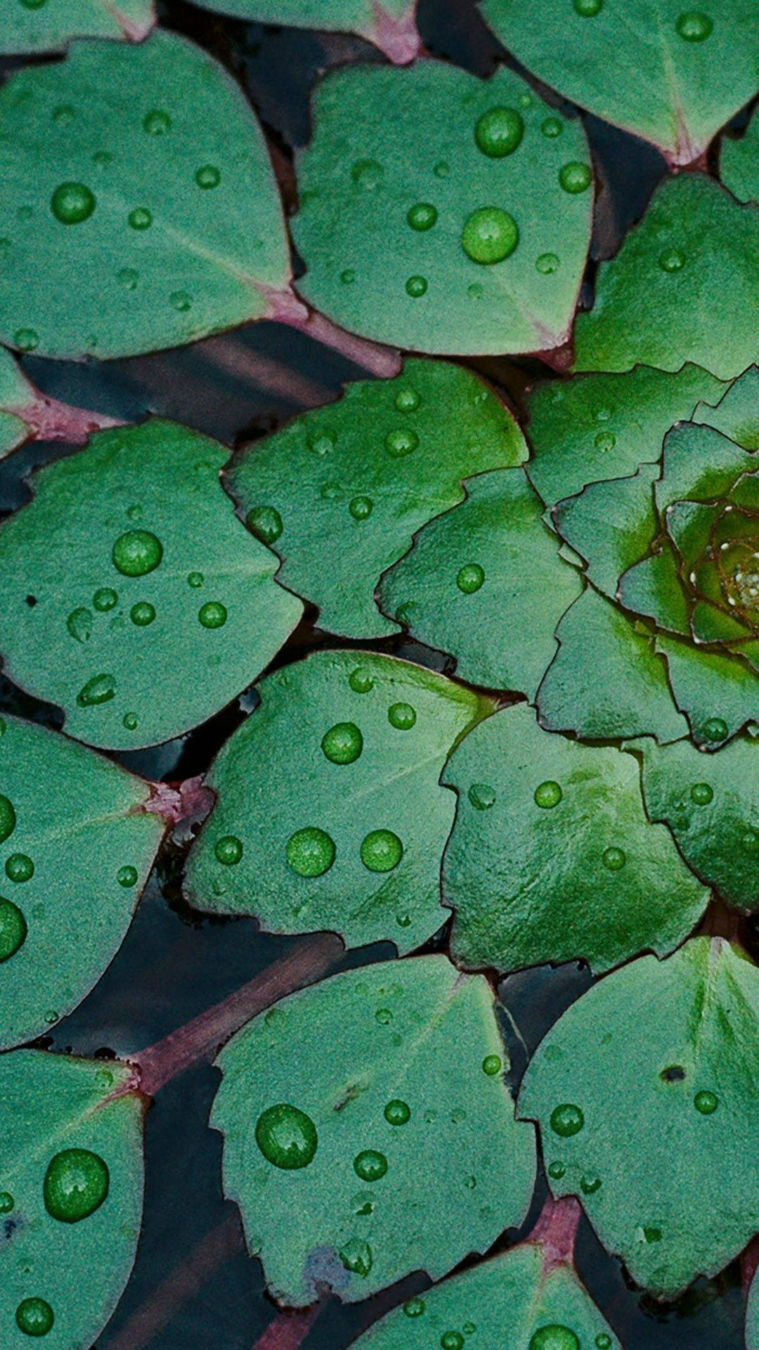 Full HD, dew drops, water lily pads, Full HD Phone Wallpaper