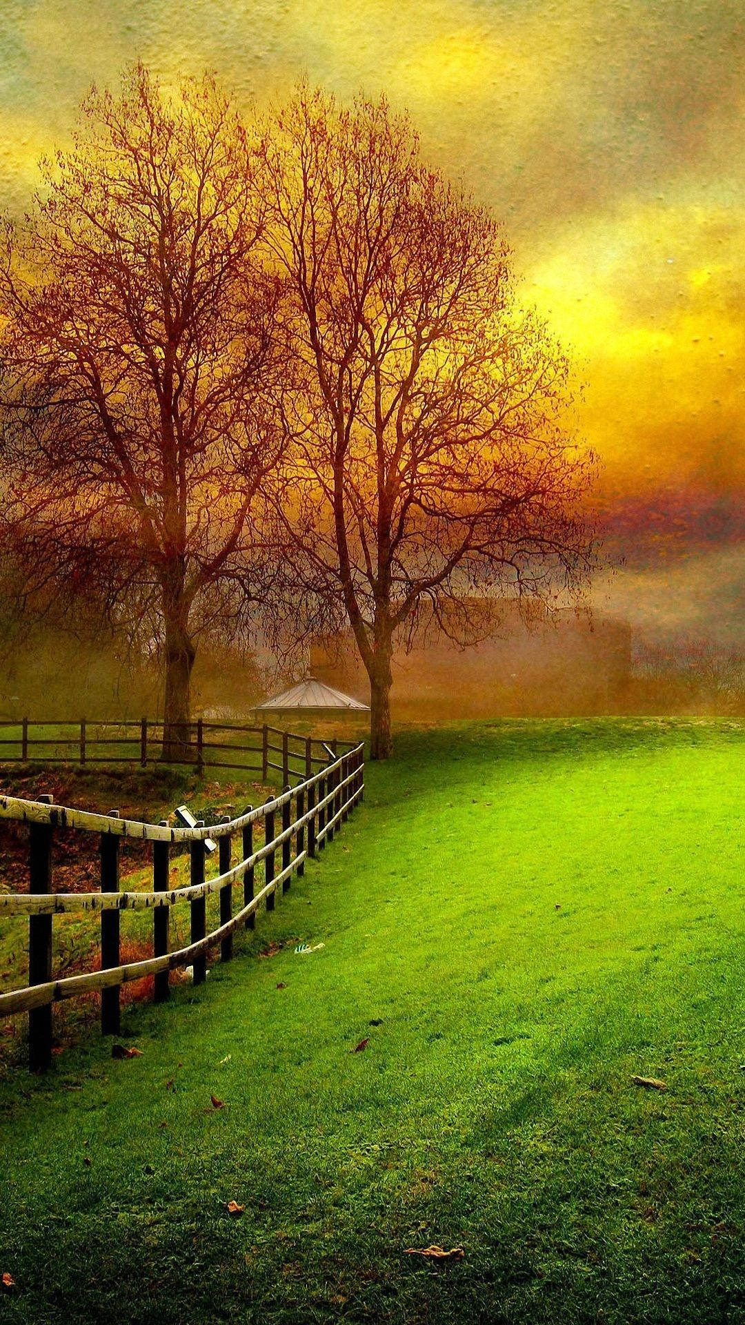 Full HD, grass field, sunset, Full HD Phone Wallpaper