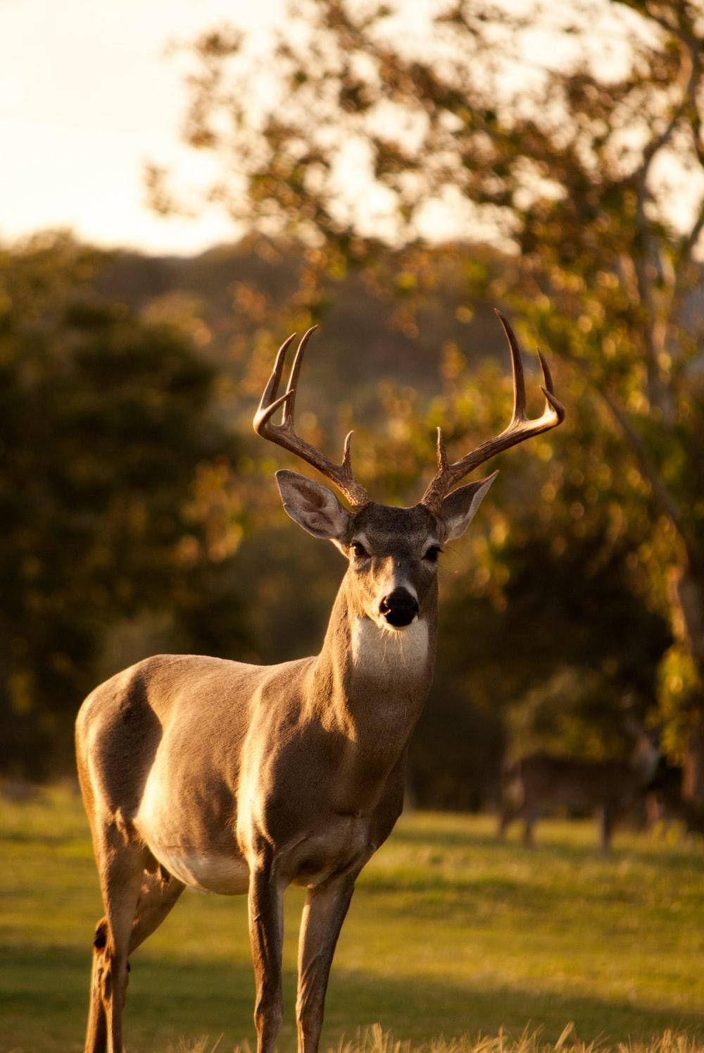 Full HD, Deer, Sunset, HD Phone Wallpaper