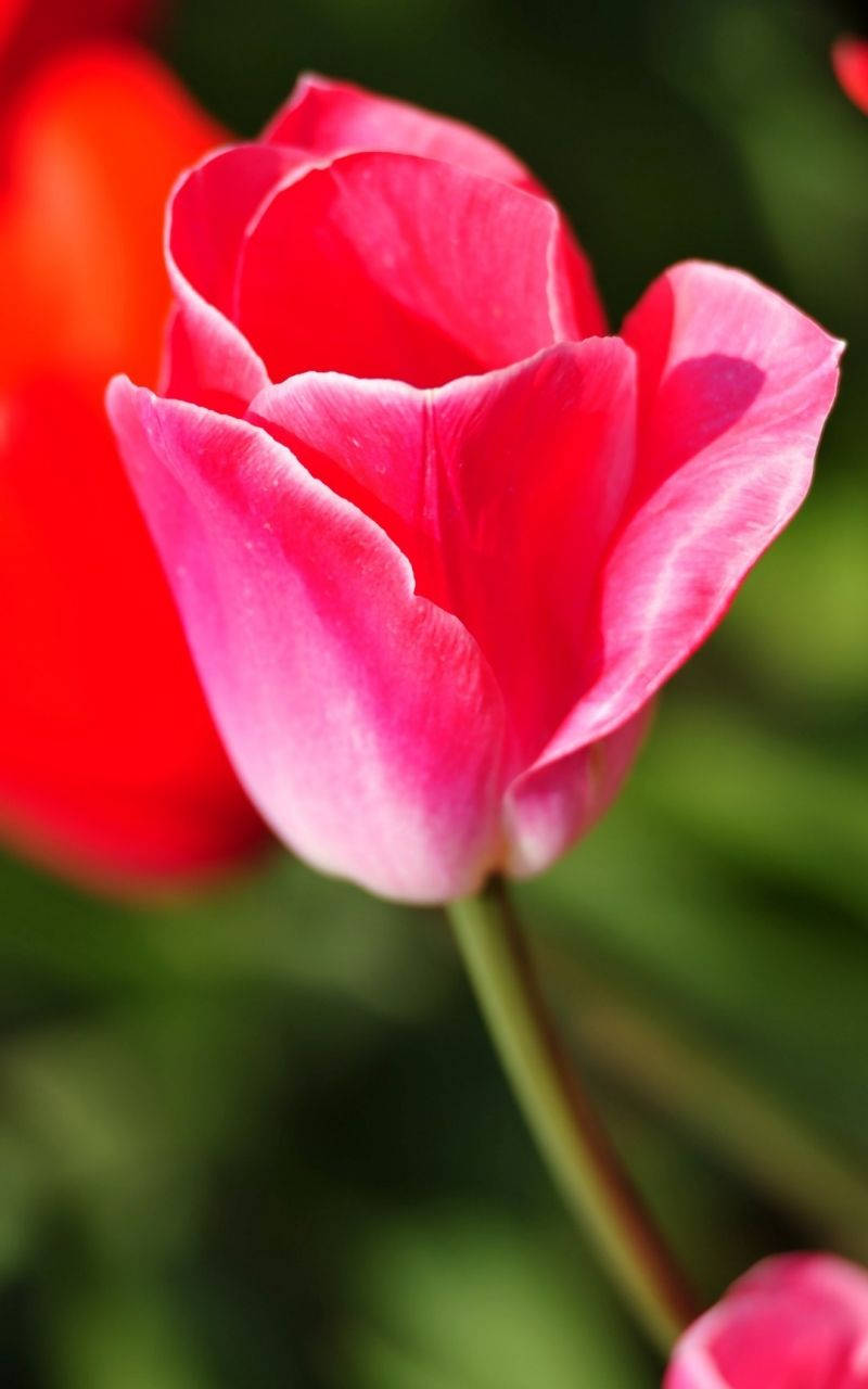 Full HD Android, pink tulip, soft gradients, HD Phone Wallpaper