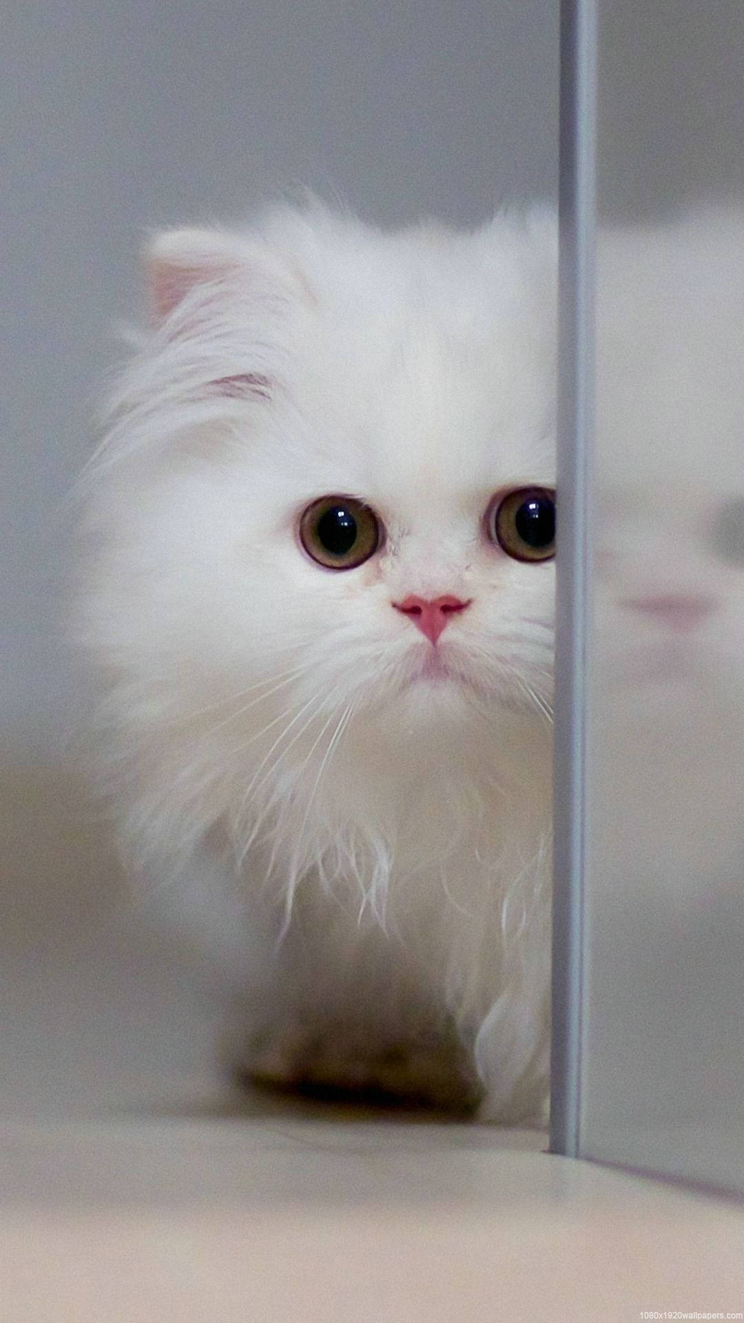 Full HD Hiding Cat Android, fluffy white Persian cat, glass door, Full HD Phone Wallpaper