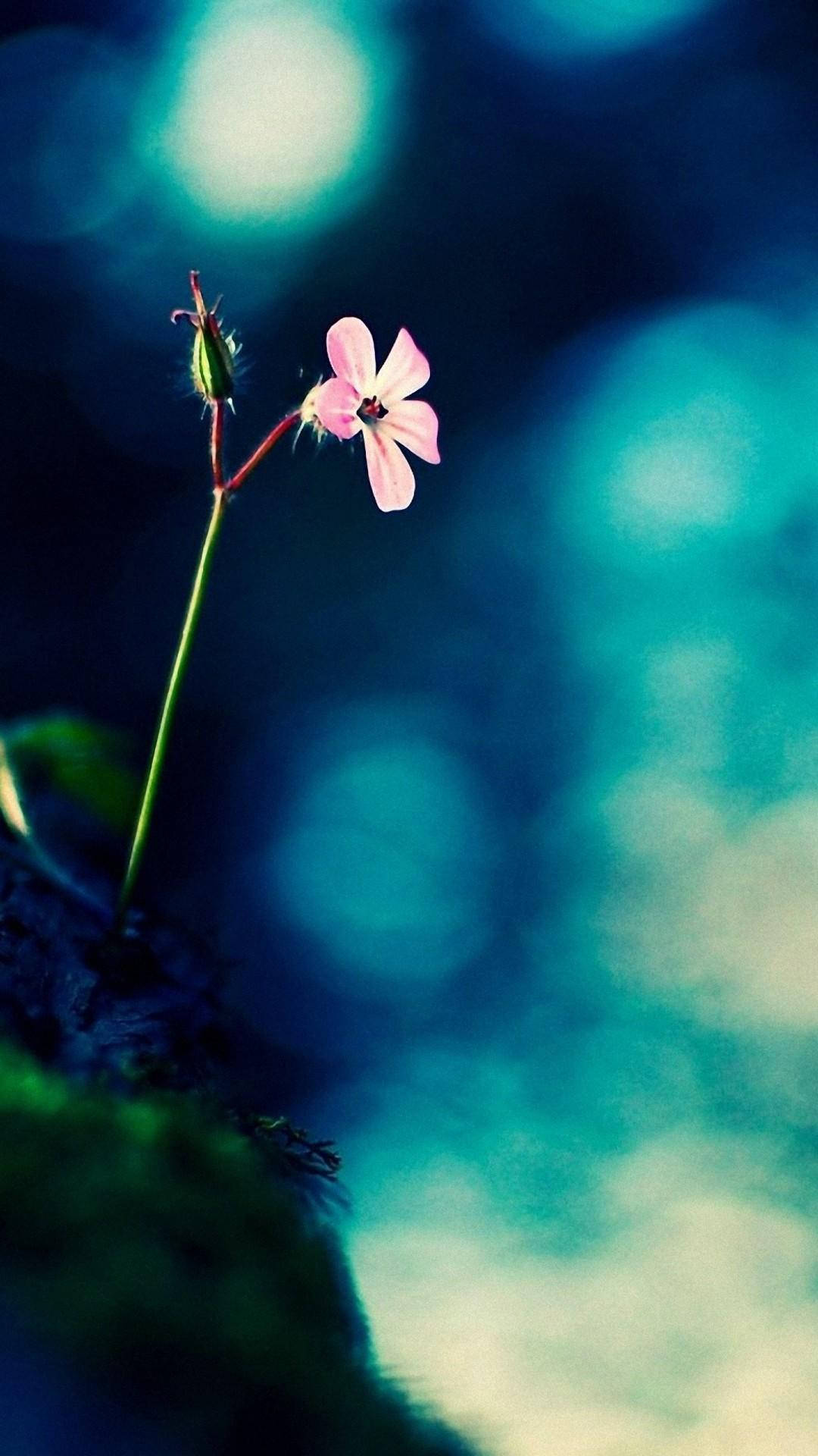 Full HD Tiny Flower Growing Android, pink flower, slender stem, Full HD Phone Wallpaper