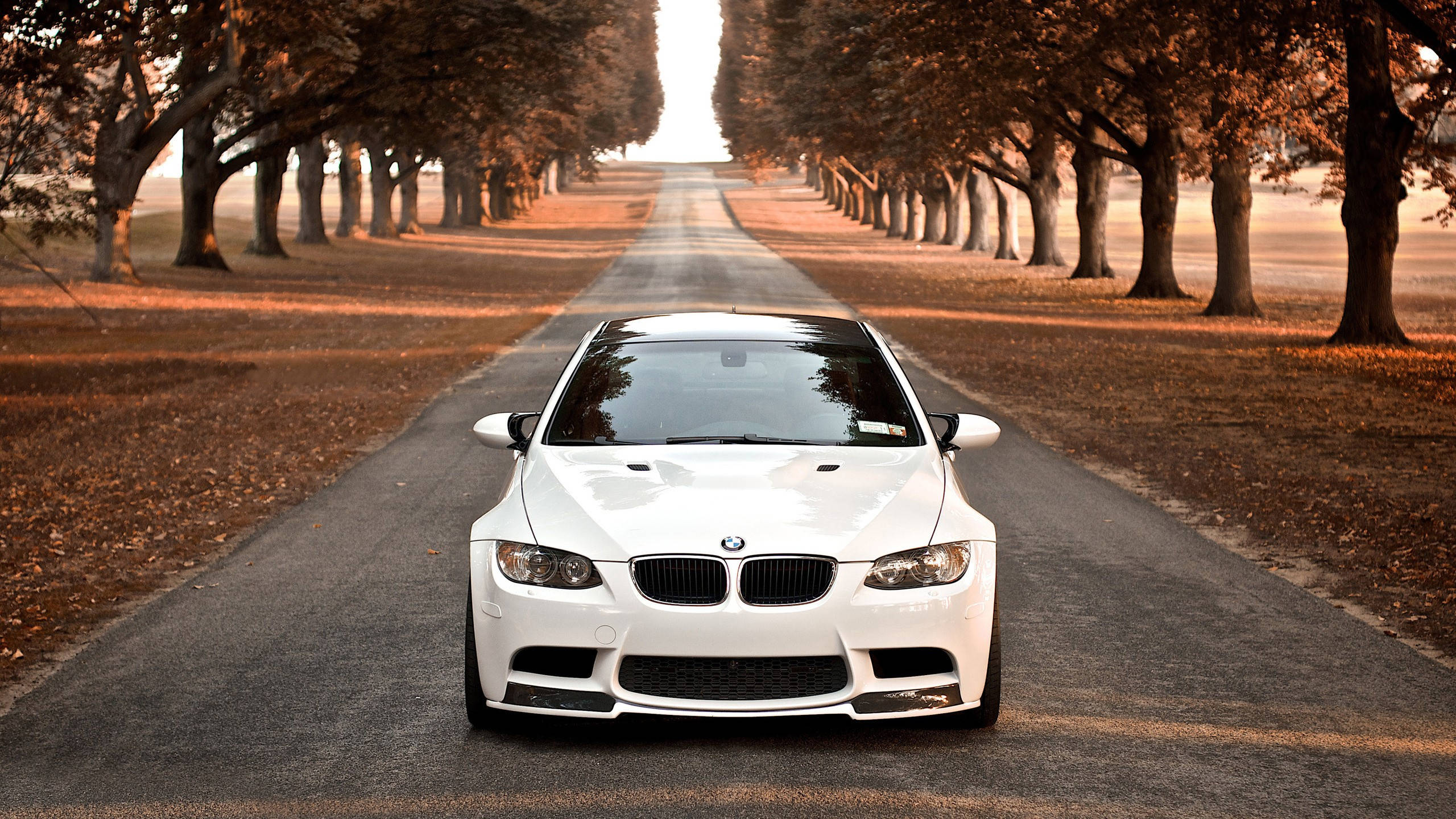 white M3 GT2, BMW, tree-lined road, 2K Desktop Wallpaper