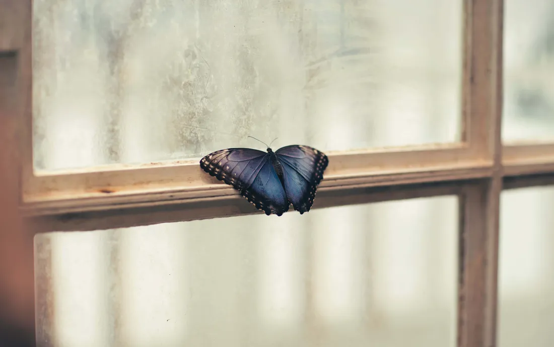 Full HD Butterfly