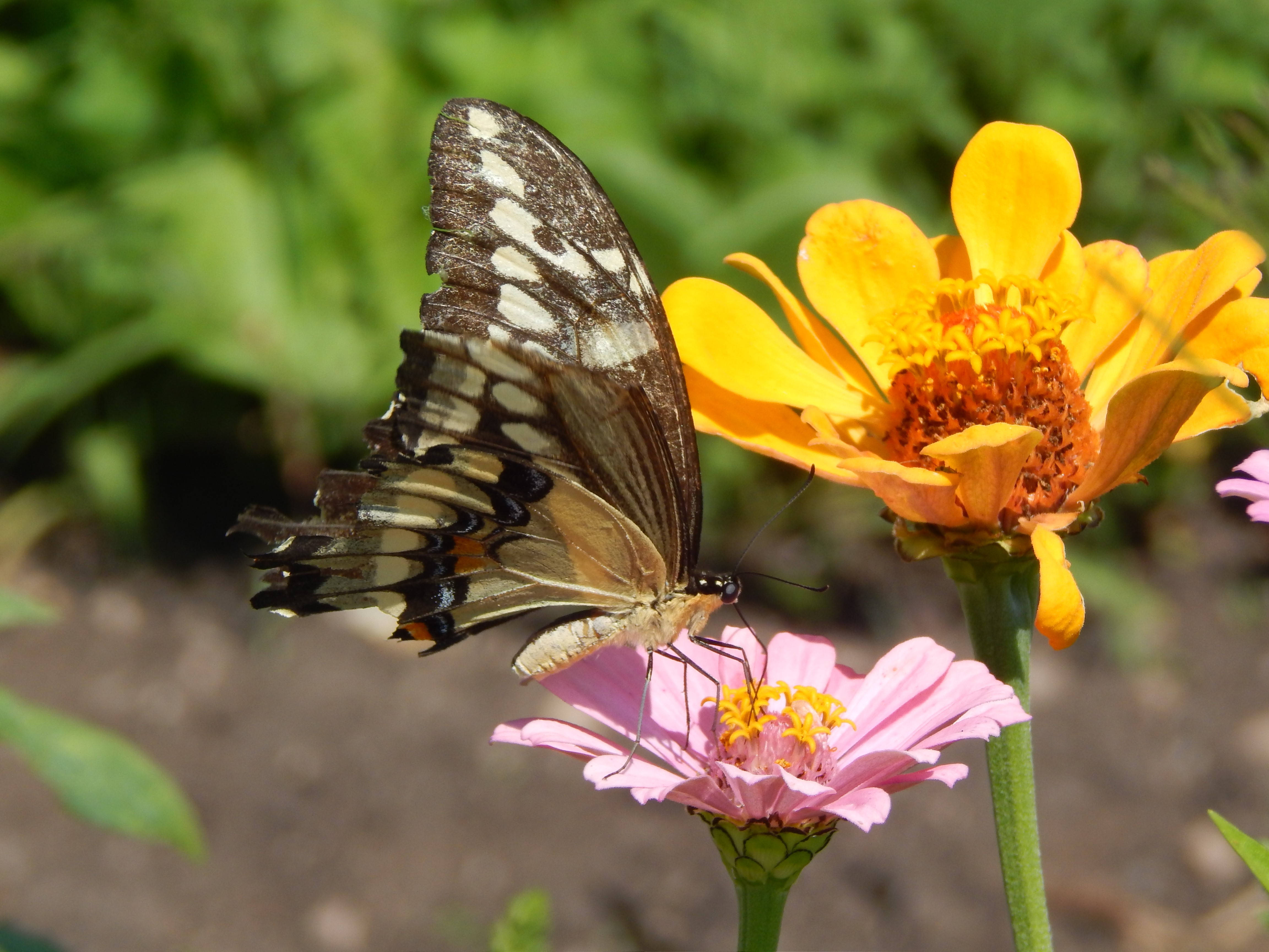 Full HD Butterfly, giant swallowtail, pink zinnia, 4K Desktop Wallpaper
