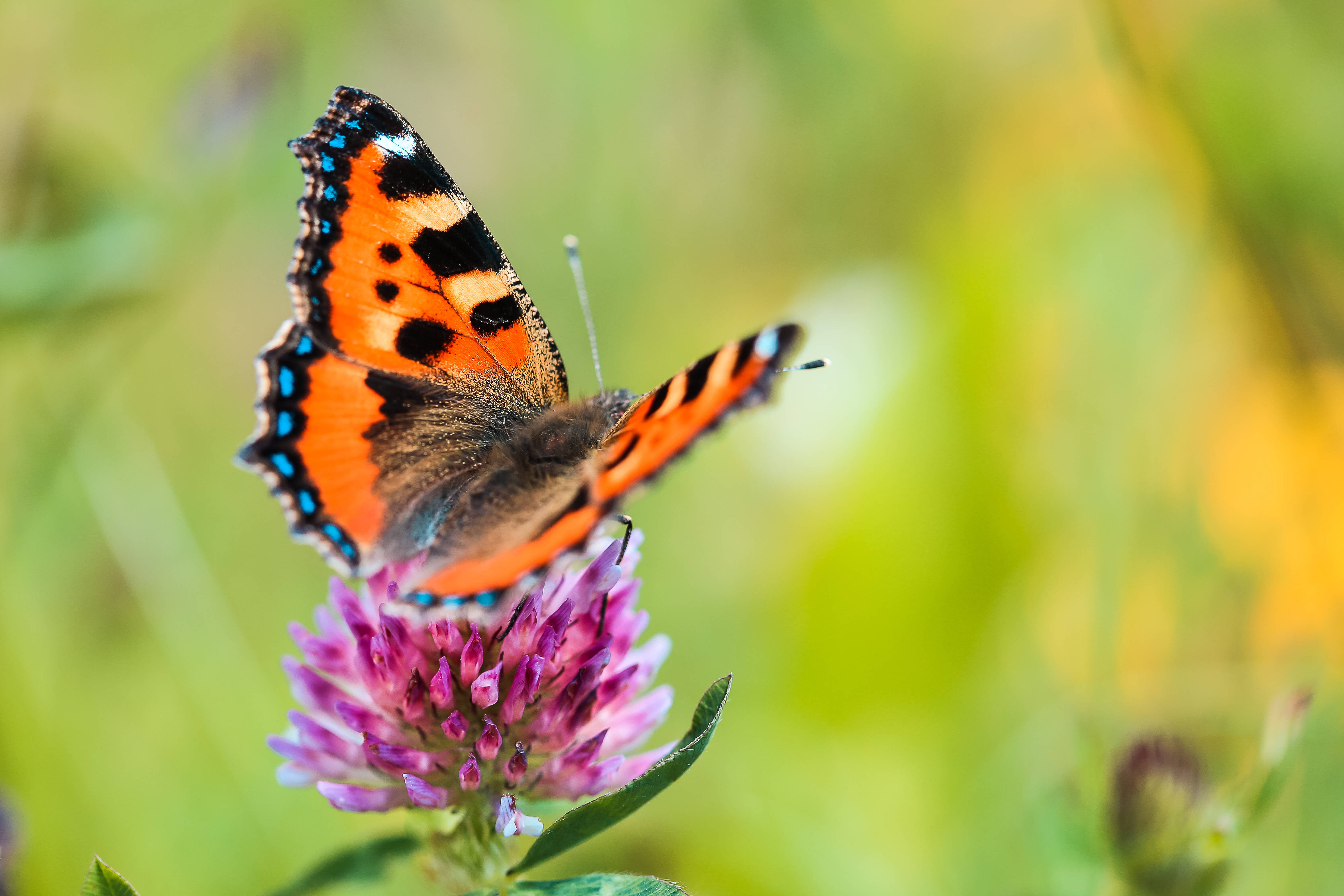 Full HD Butterfly, orange and black butterfly, purple clover blossom, 4K Desktop Wallpaper