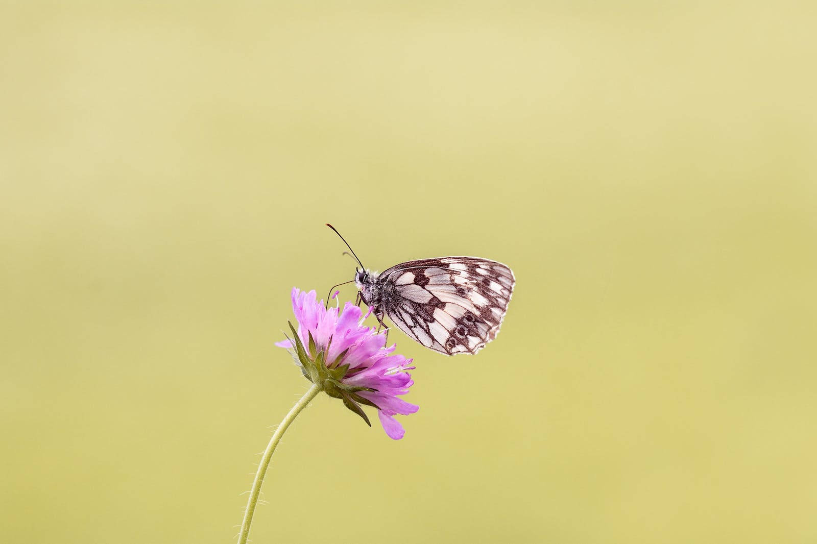 Full HD Butterfly, pink flower, black and white butterfly, HD Desktop Wallpaper