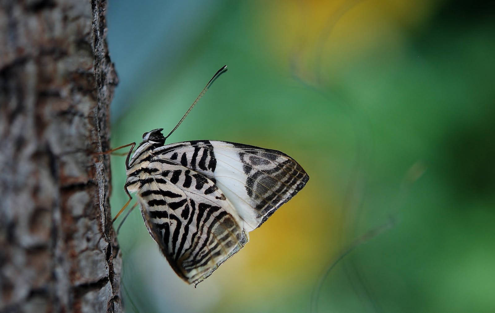 Full HD Butterfly, tree trunk, black and white butterfly, HD Desktop Wallpaper