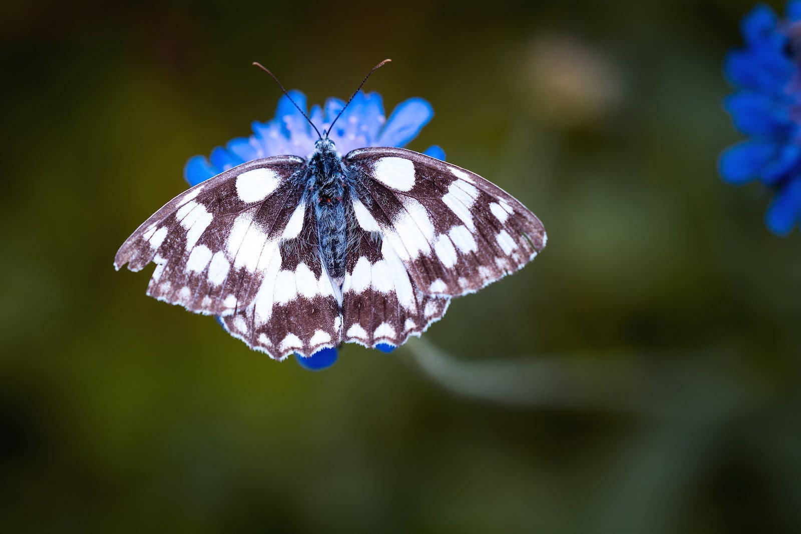 Full HD Butterfly, blue flower, black and white butterfly, HD Desktop Wallpaper