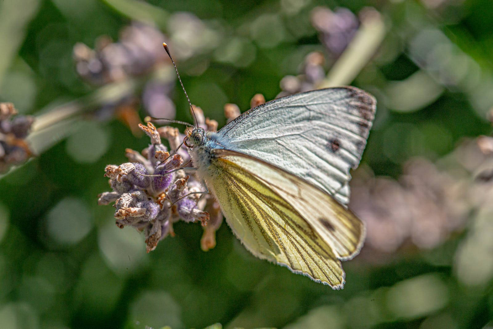 Full HD Butterfly, purple lavender flower, white butterfly, HD Desktop Wallpaper