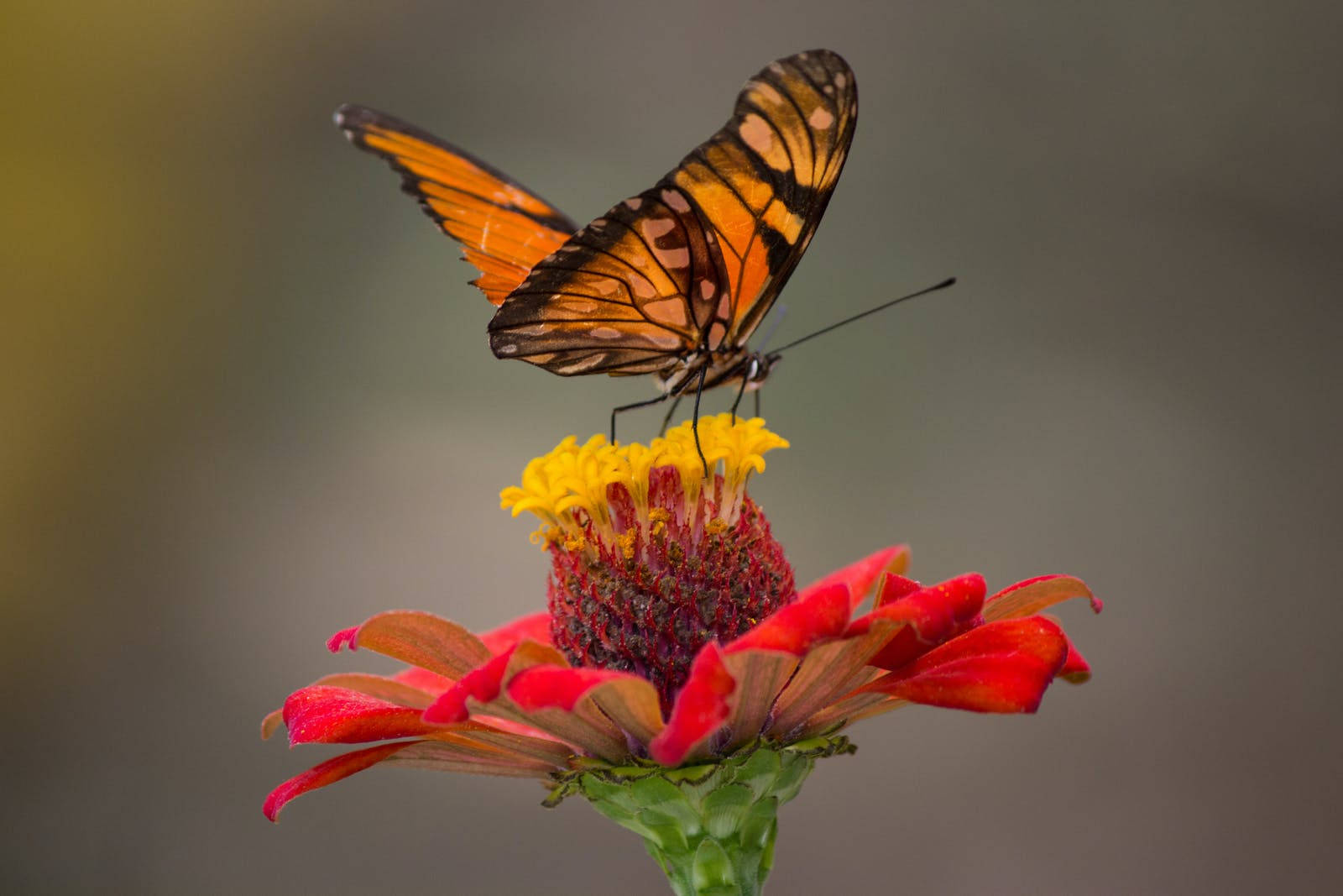 macro full hd butterfly, red flower, vibrant orange and black butterfly, HD Desktop Wallpaper