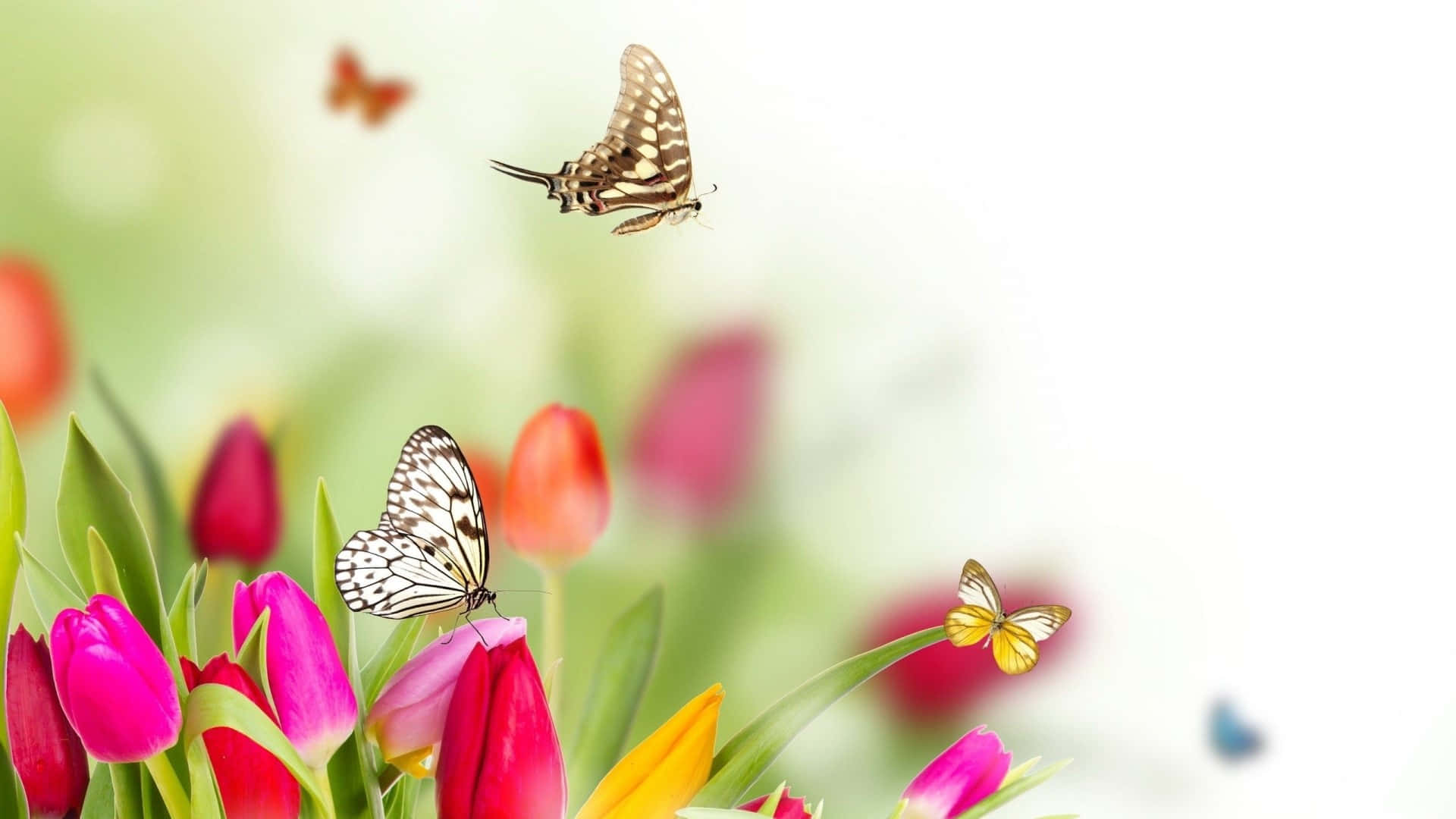 butterfly garden, pink and red tulips, spring garden, Full HD Desktop Wallpaper