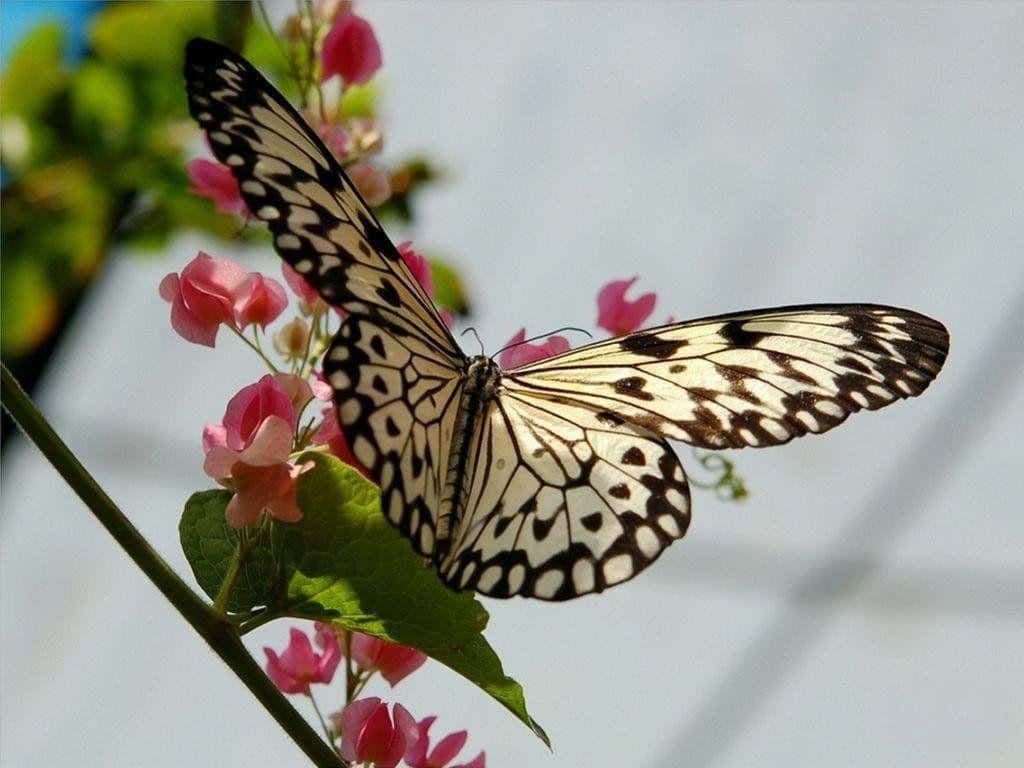 butterfly, black and white patterned butterfly, pink blossoms, SD Desktop Wallpaper