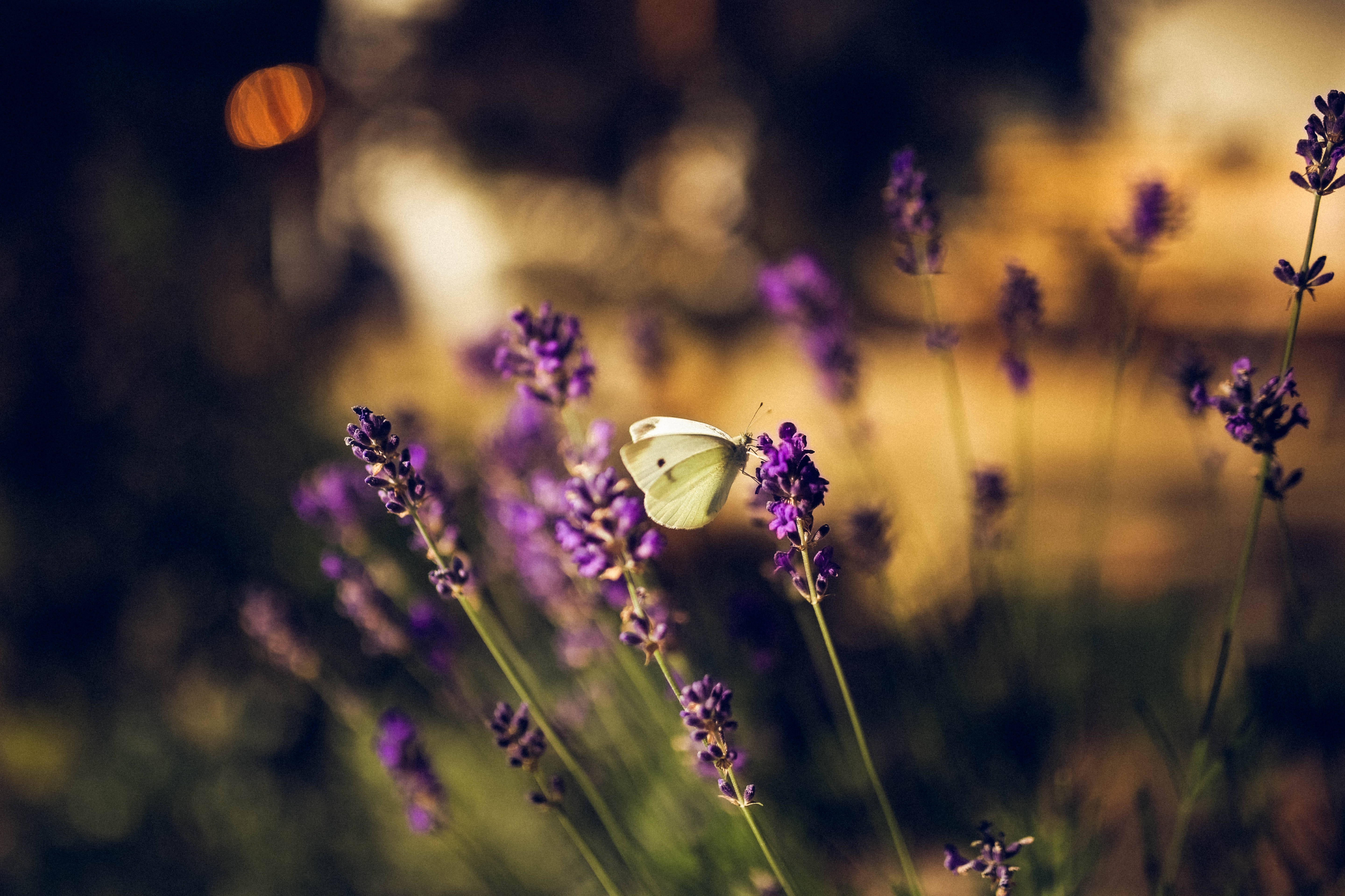white butterfly, lavender flower, vibrant purple, 5K Desktop Wallpaper