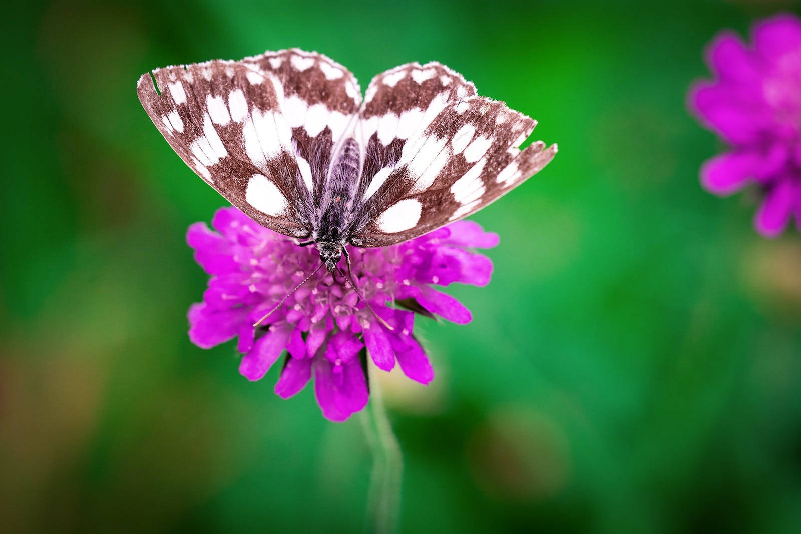 full hd butterfly, purple flower, brown and white butterfly, HD Desktop Wallpaper