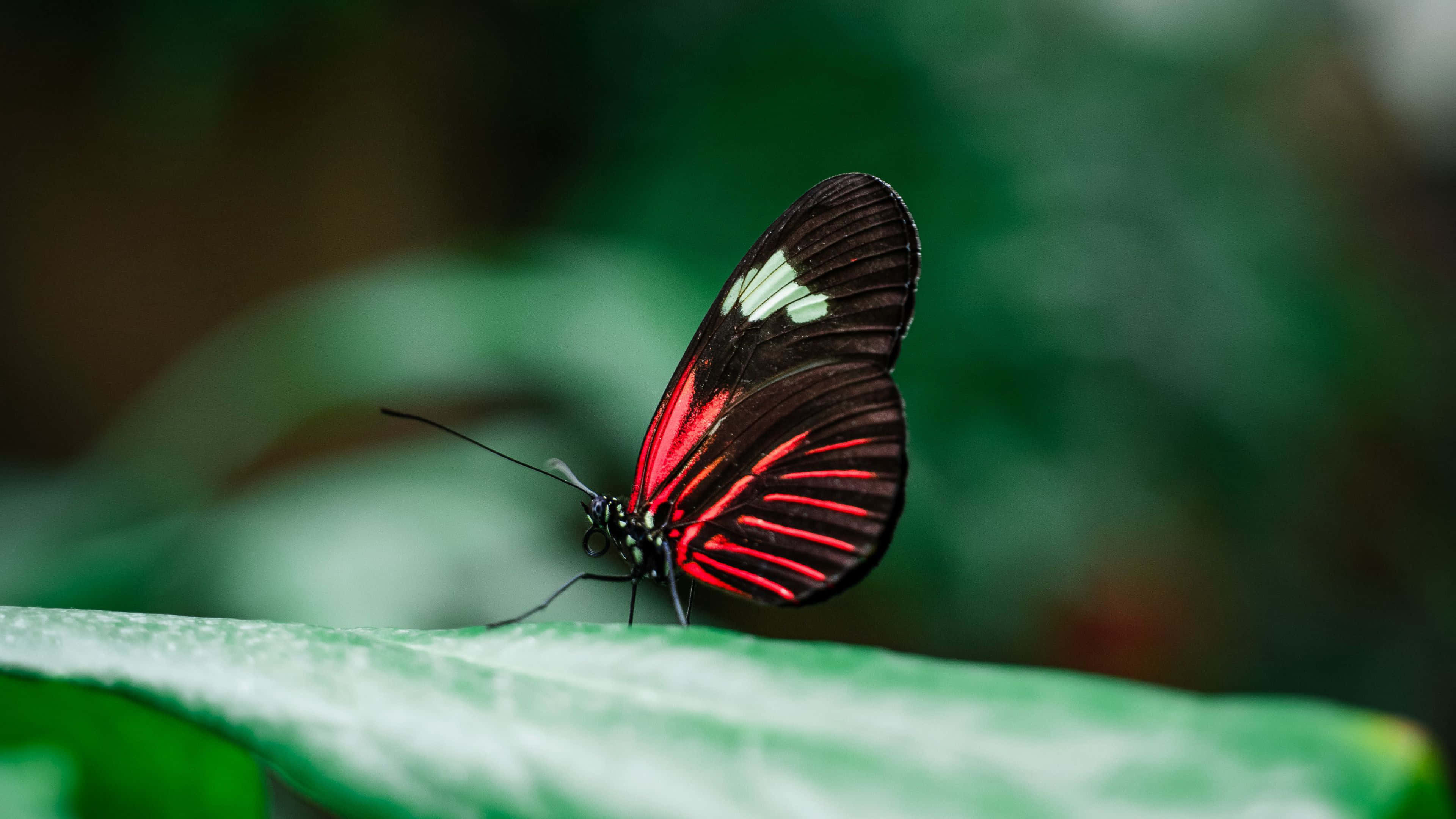 red and black butterfly, white spots, vibrant green leaf, 4K Desktop Wallpaper